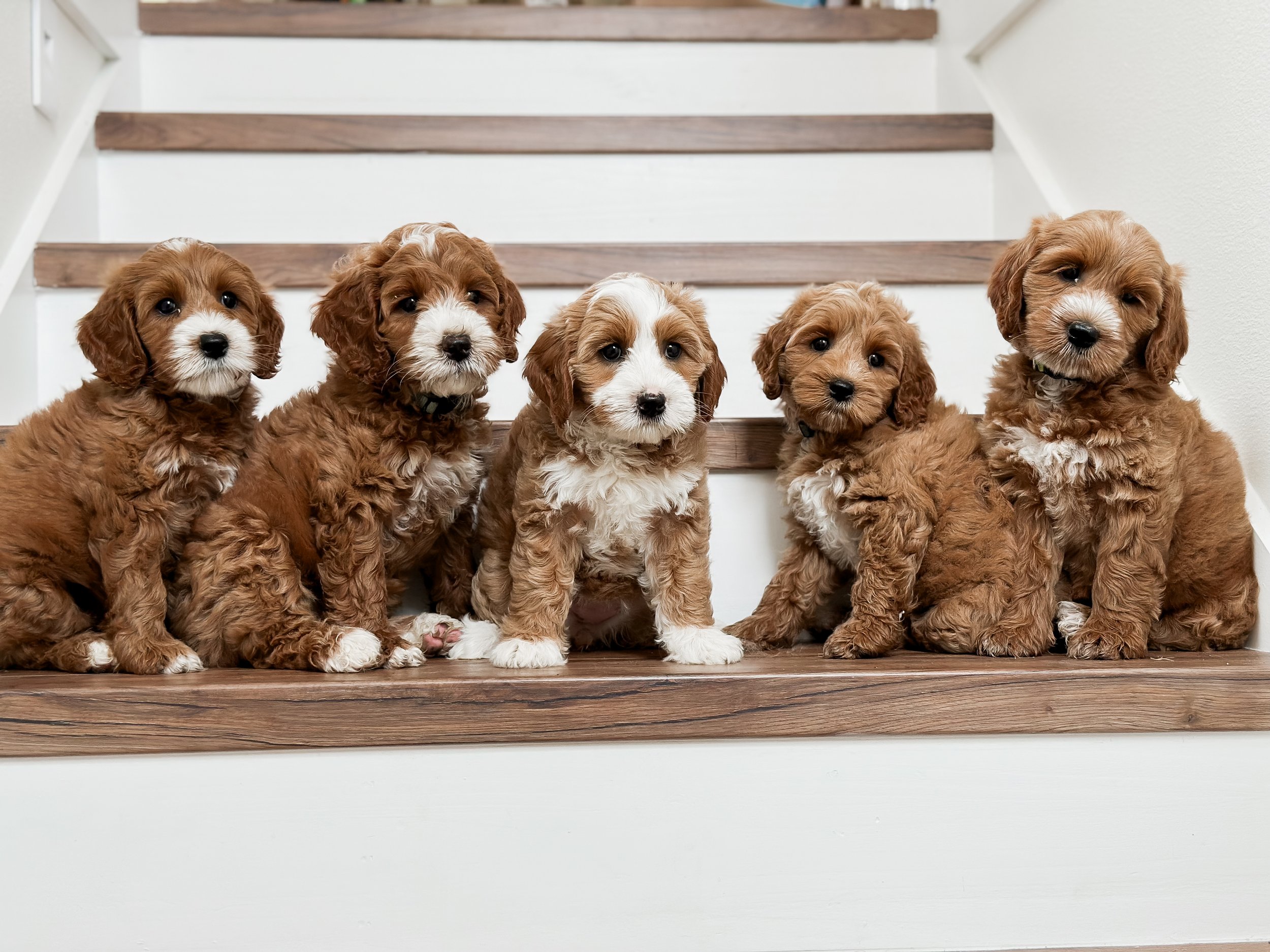 Birdie and Beau's "Flower" Litter