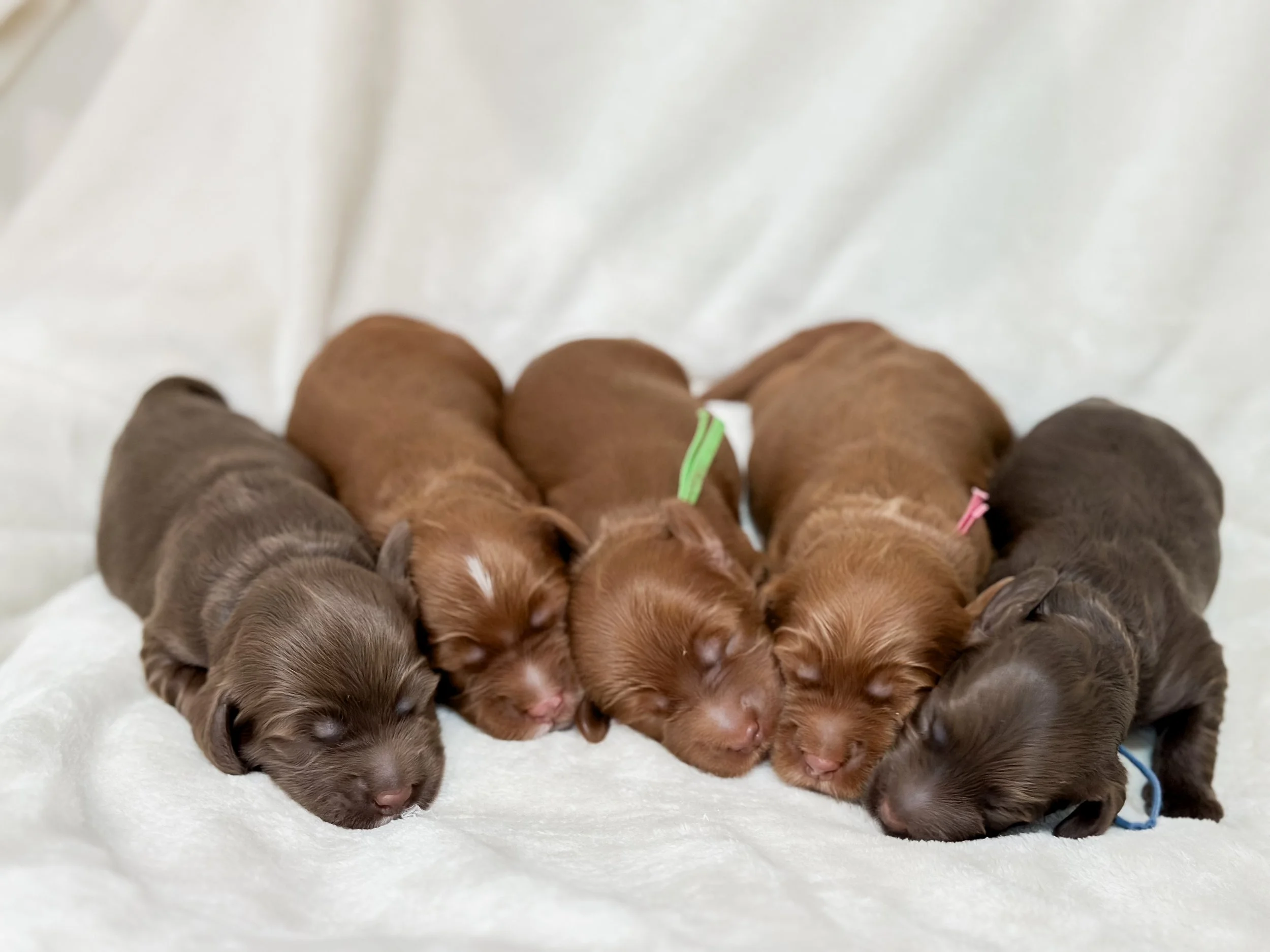 Ellie and Duke’s “Jazz” Litter