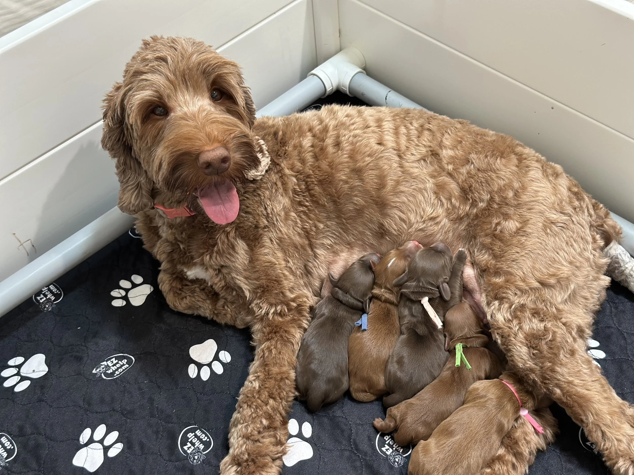 Ellie and Duke Litter Announcement-WHALD.jpeg