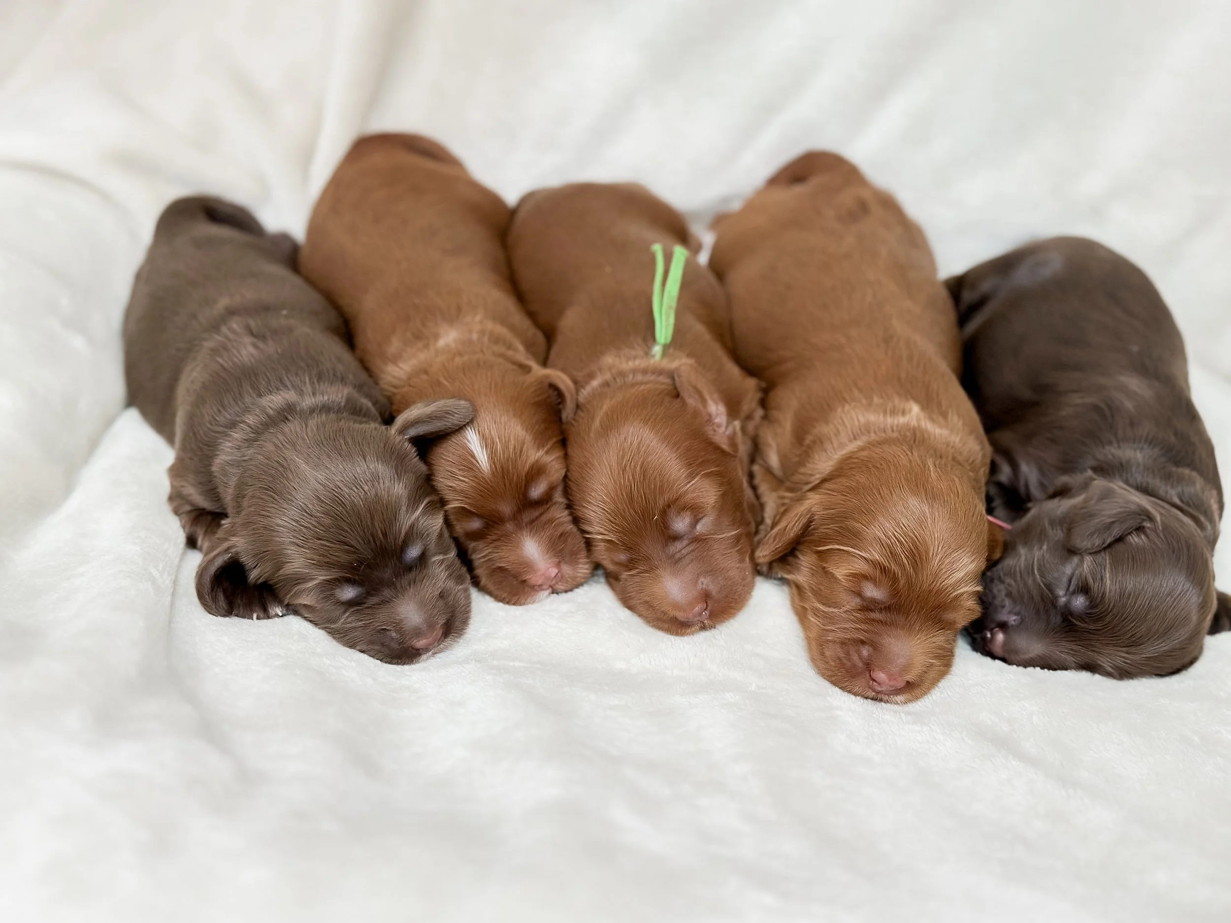 Ellie and Duke Litter 3 Week-WHALD.jpg