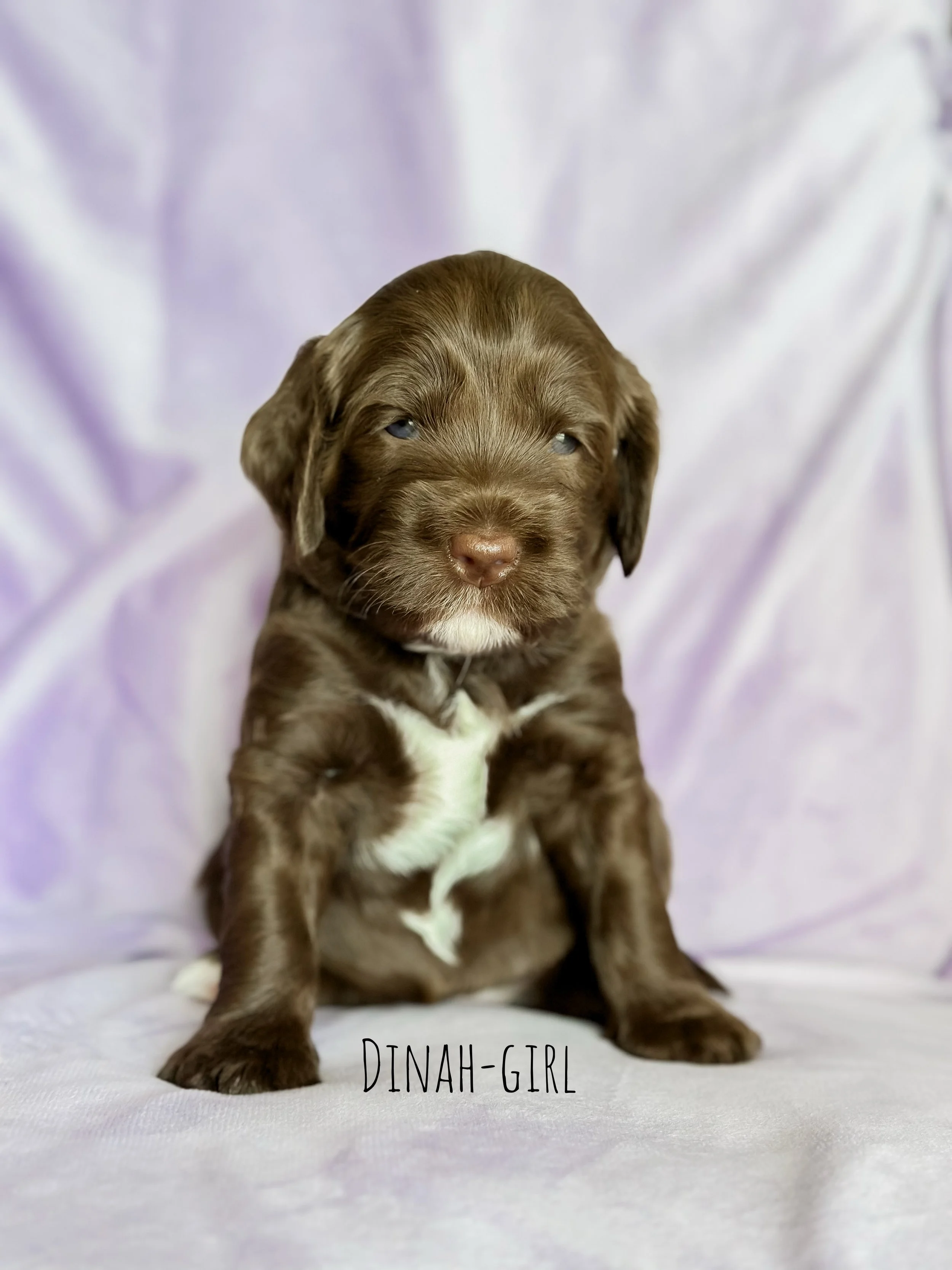 Ellie and Duke Litter 3 Week Girl-WHALD 5.jpg