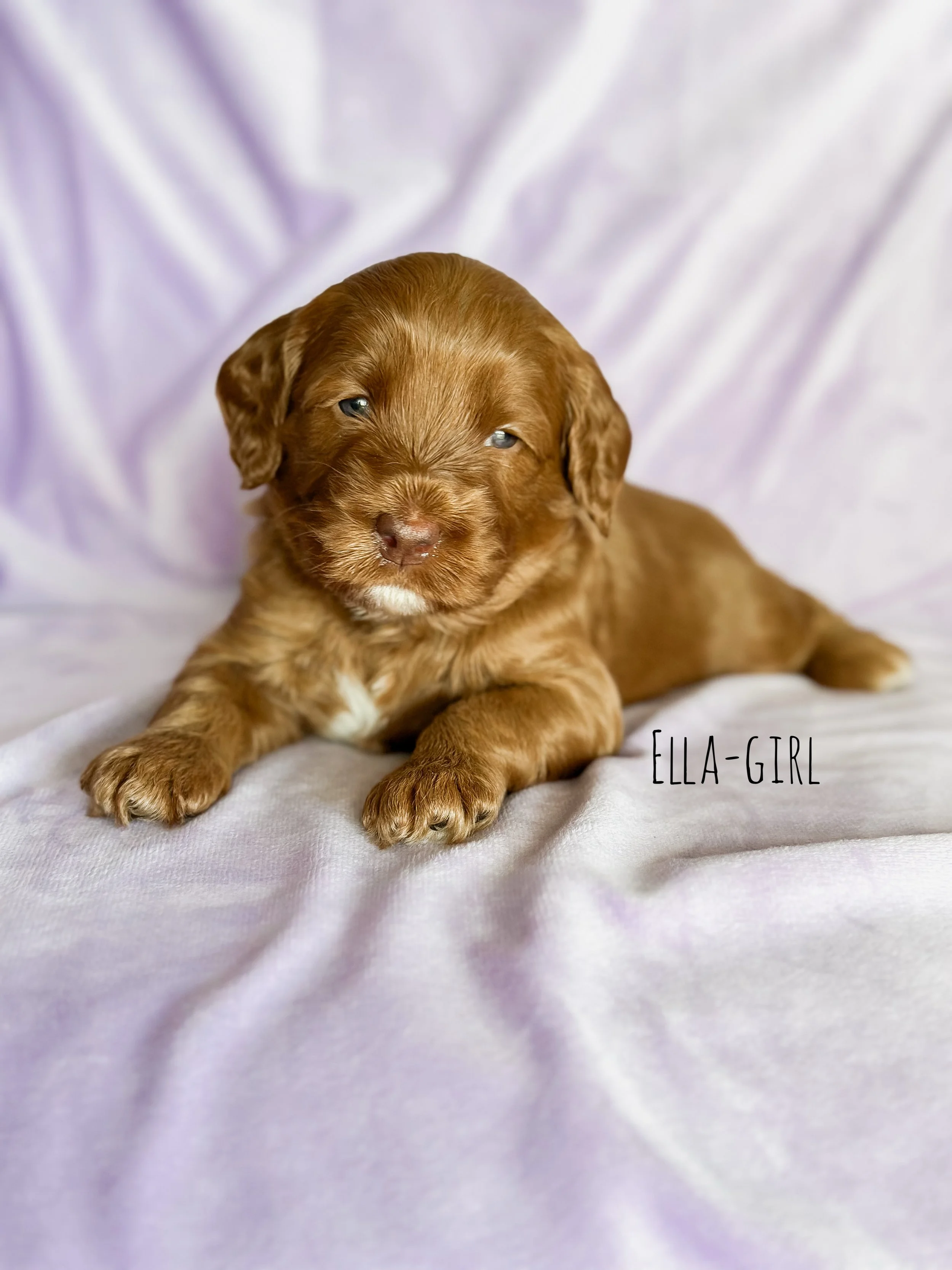 Ellie and Duke Litter 3 Week Ella-WHALD.jpg