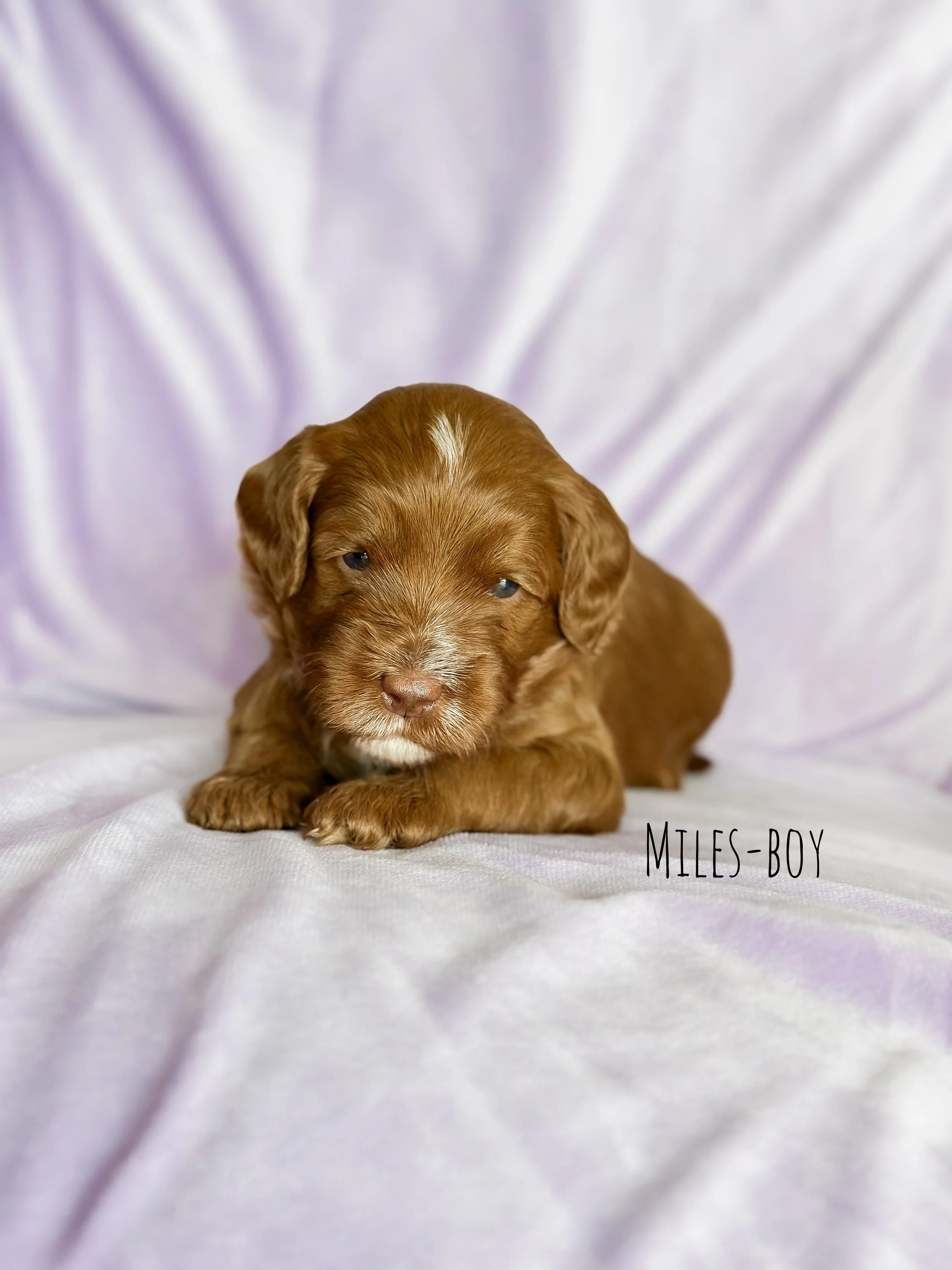 Ellie and Duke Litter 3 Week Miles-WHALD.jpg