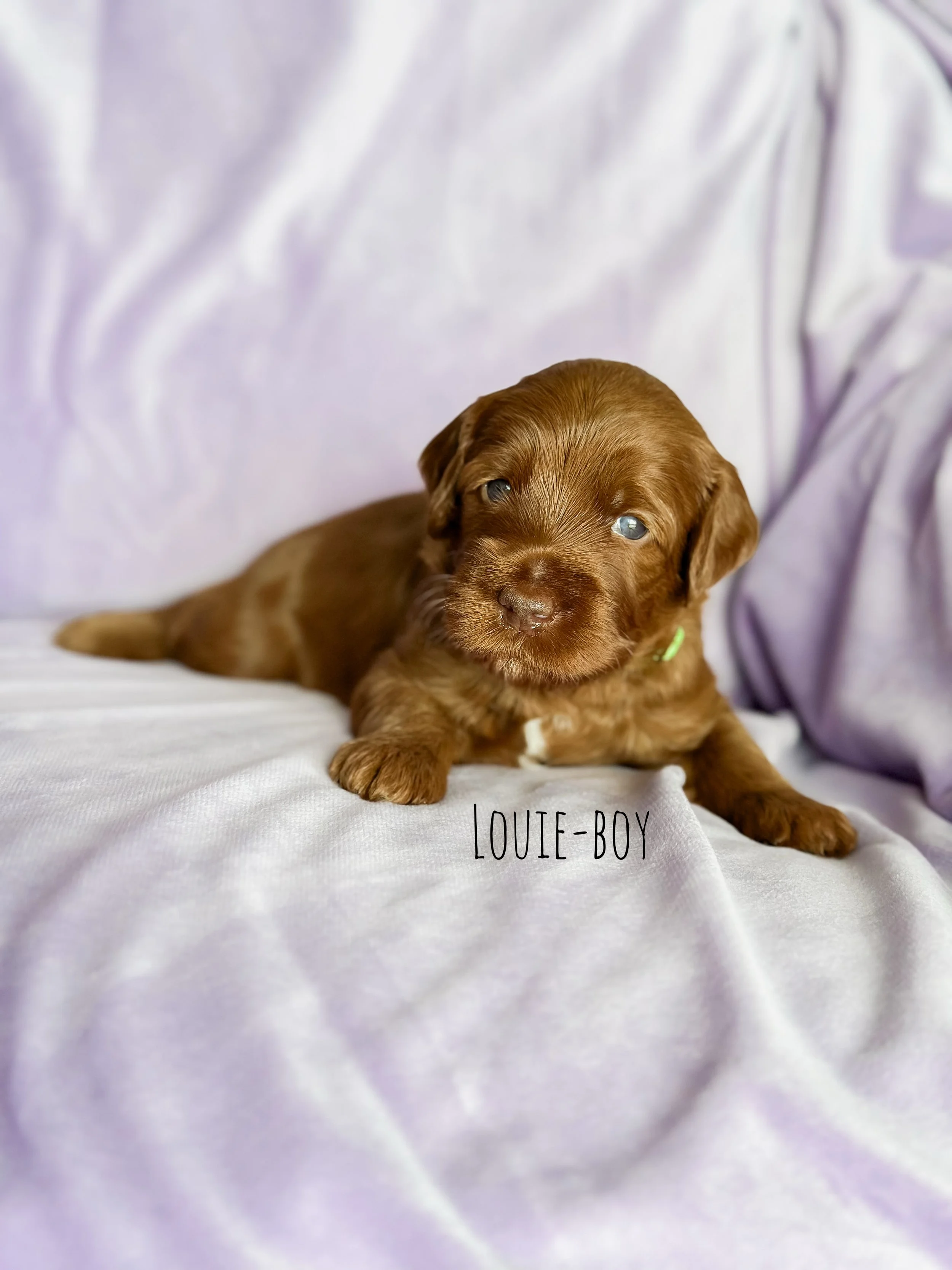 Ellie and Duke Litter 3 Week Louie-WHALD.jpg