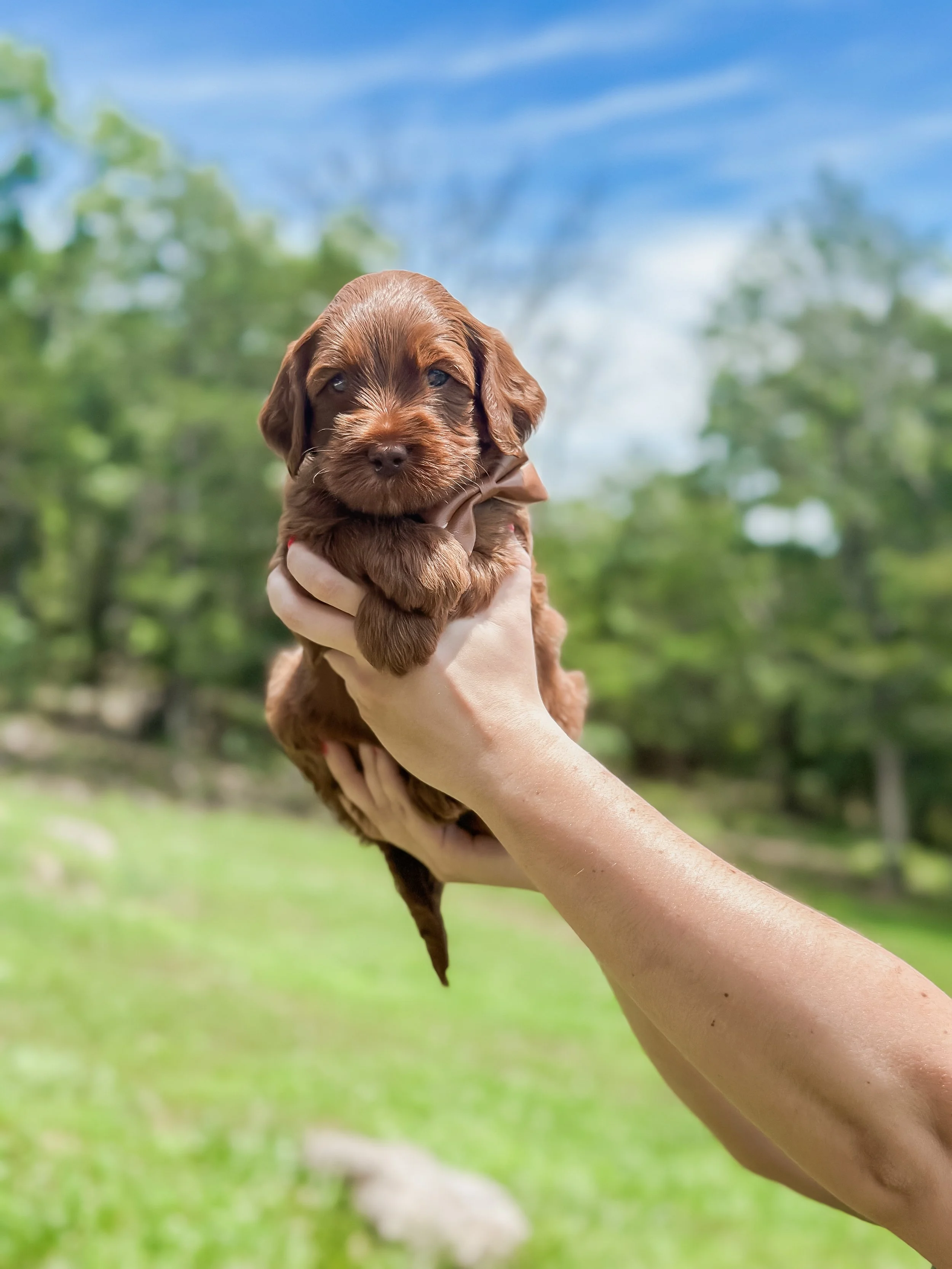 Ellie and Duke Litter 5 Week Brown Boys-WHALD.jpg