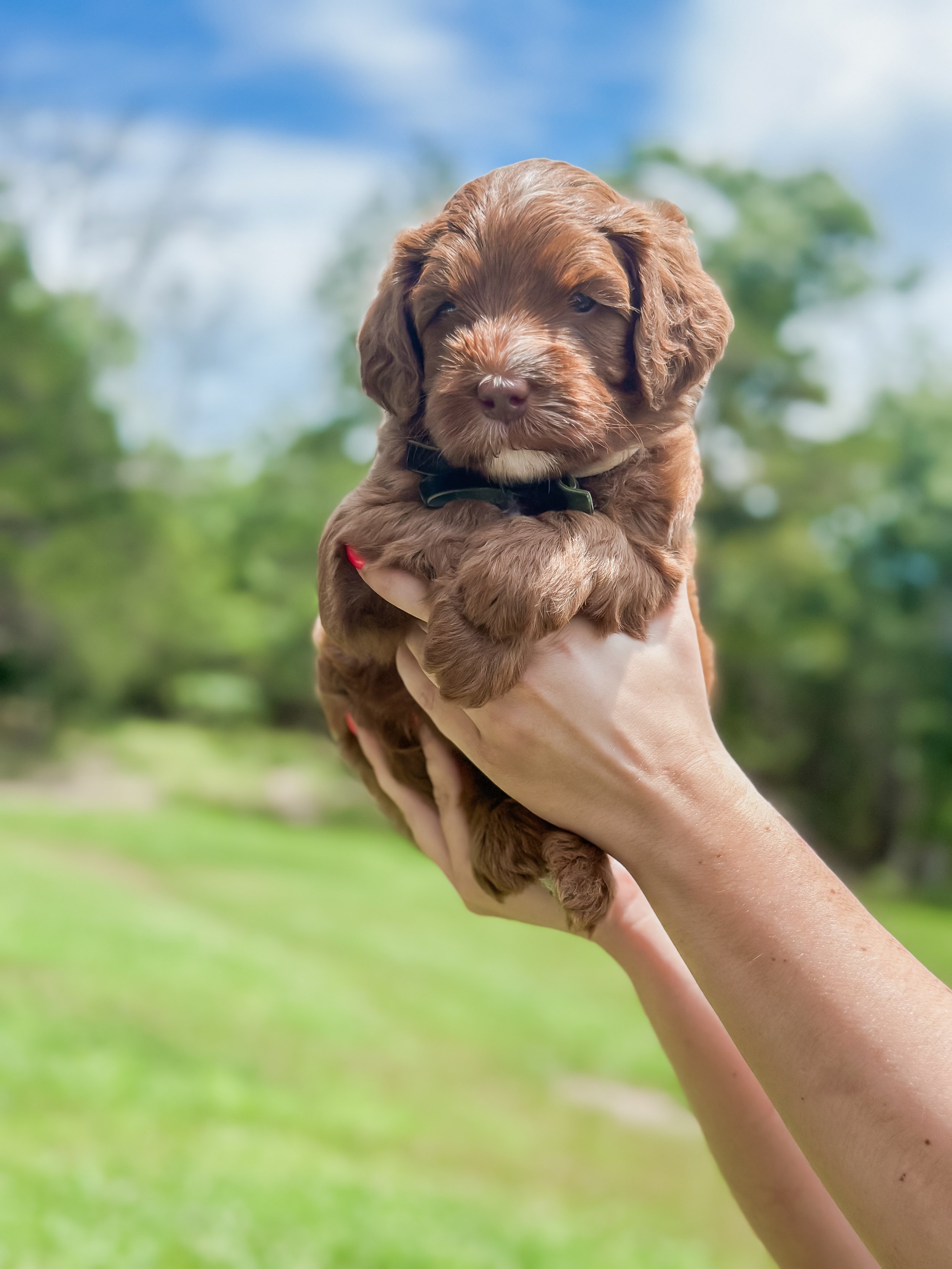 Ellie and Duke Litter 5 Week Boy Brown-WHALD.jpg