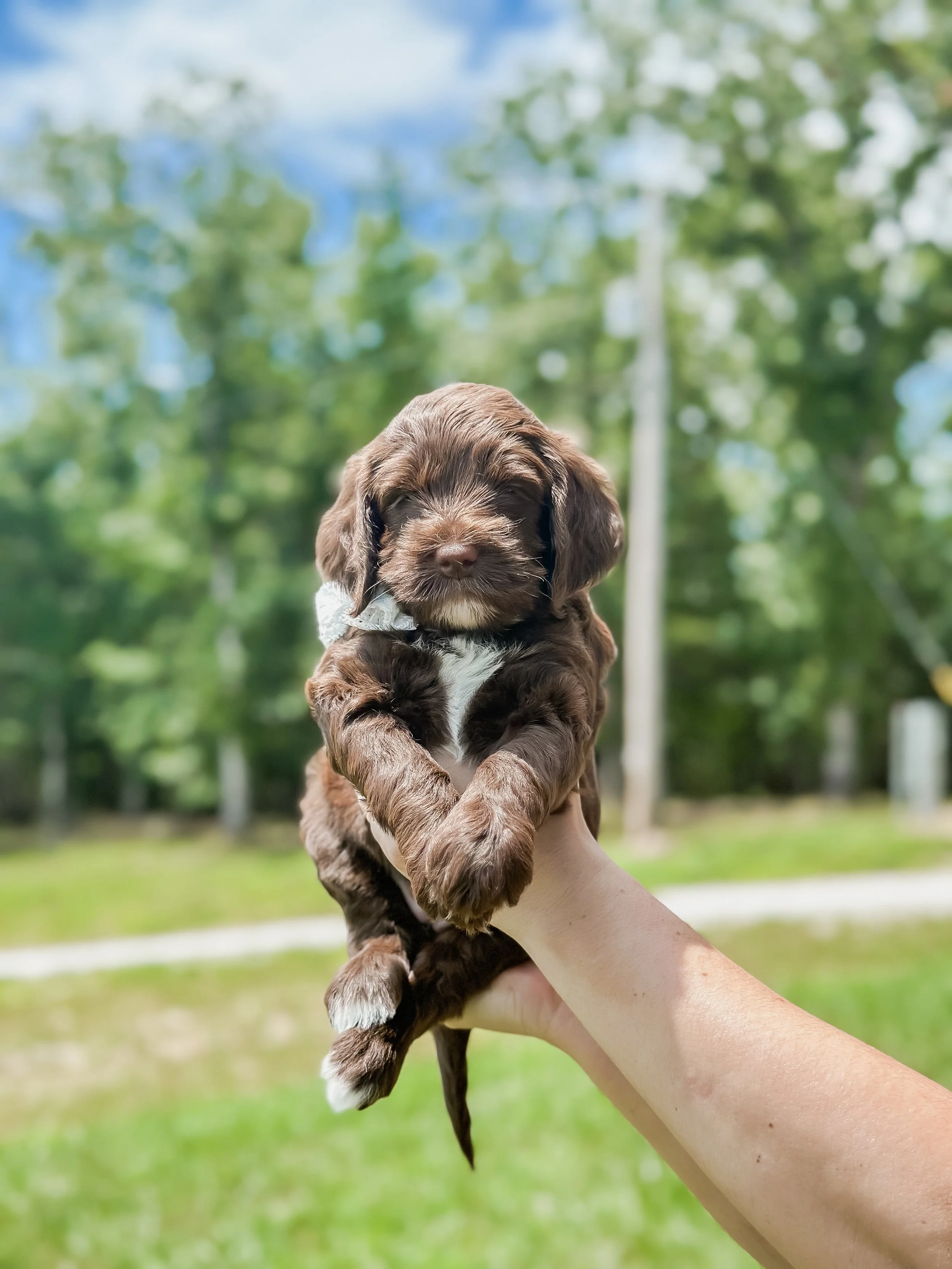 Ellie and Duke Litter 5 Week Girl-WHALD.jpg