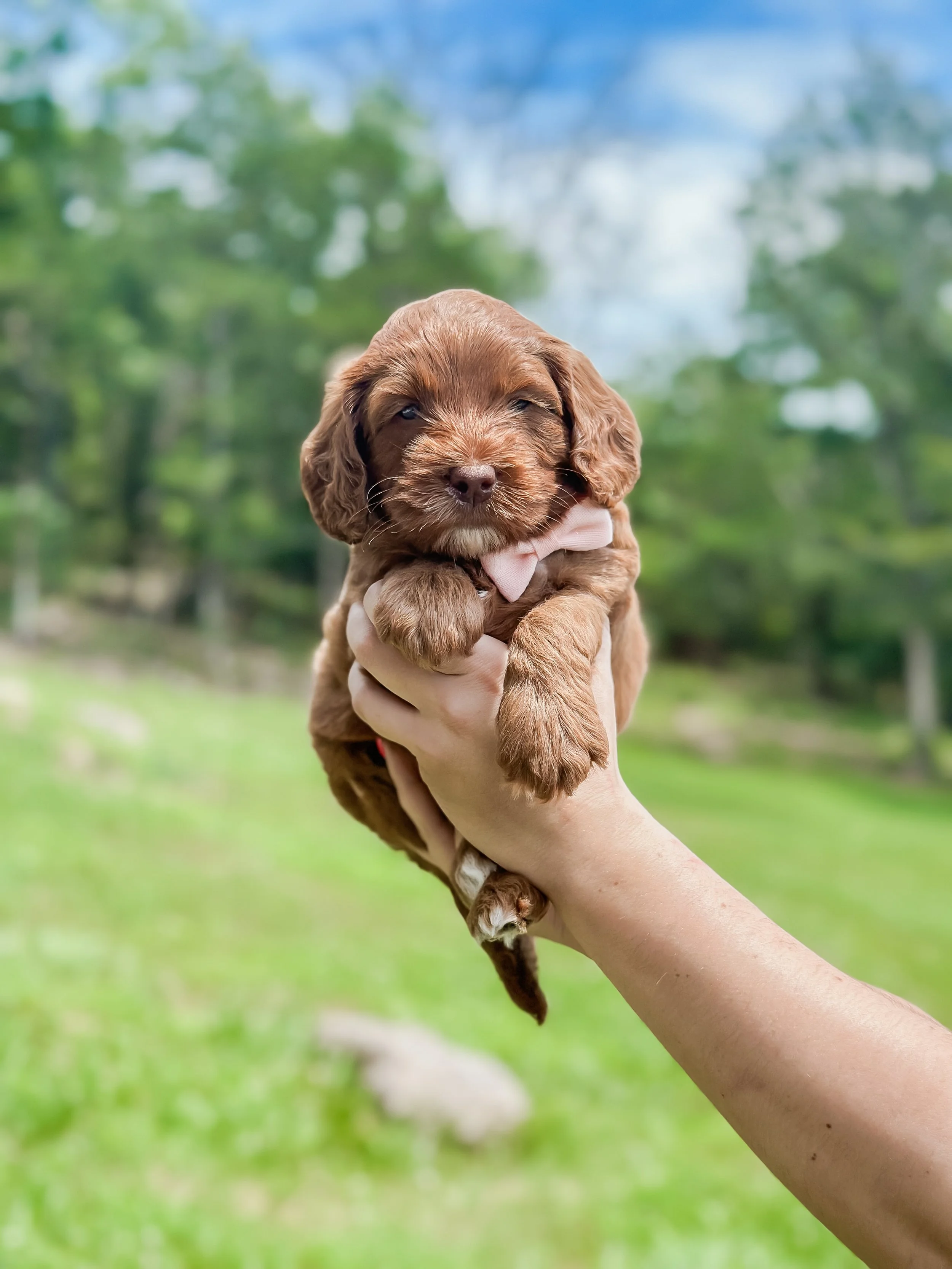 Ellie and Duke Litter 5 Week Brown Girl-WHALD.jpg