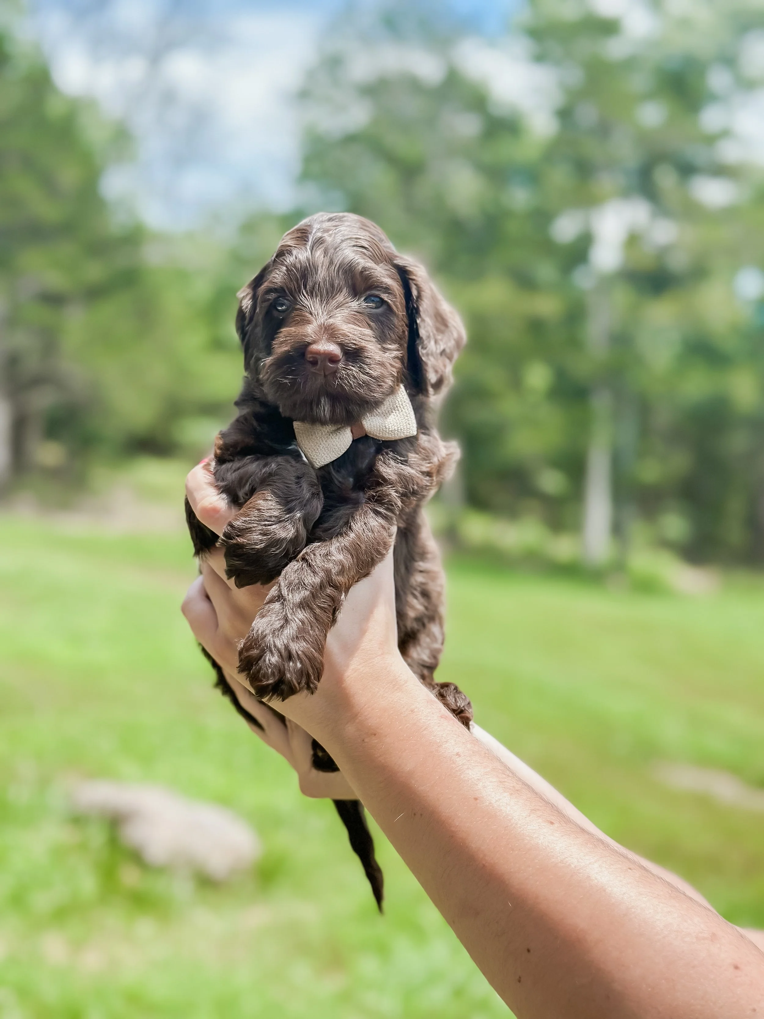 Ellie and Duke Litter 5 Week Boy-WHALD.jpg