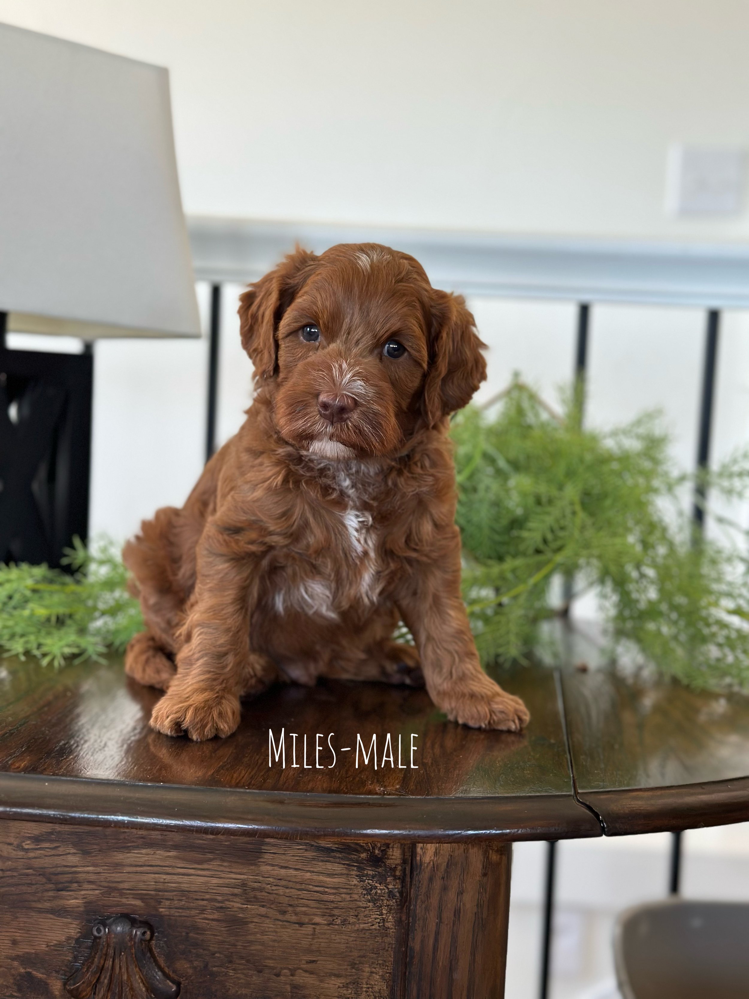Ellie and Duke Litter 6 Week E-WHALD.jpg