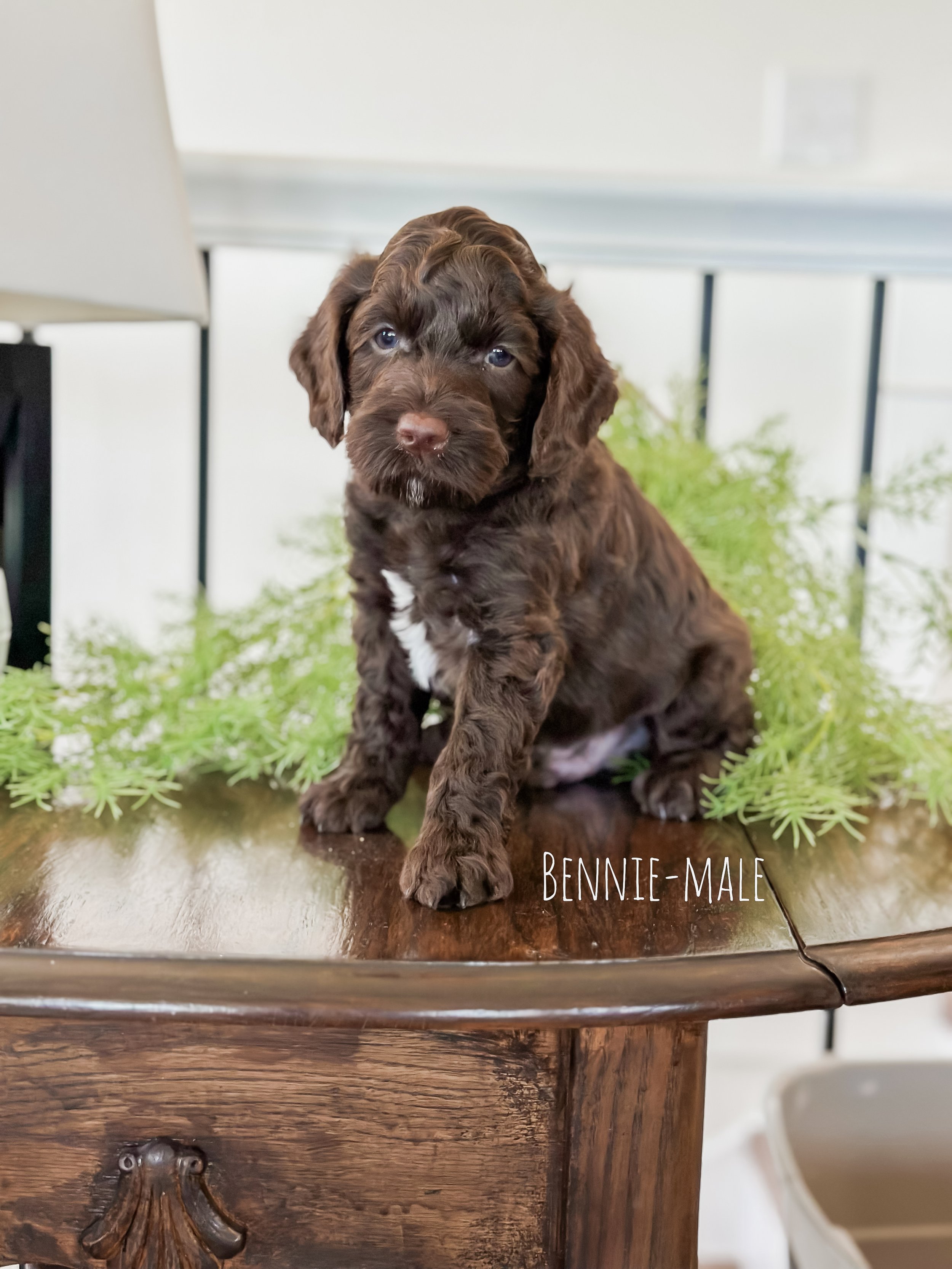 Ellie and Duke Litter 6 Week B-WHALD.jpg