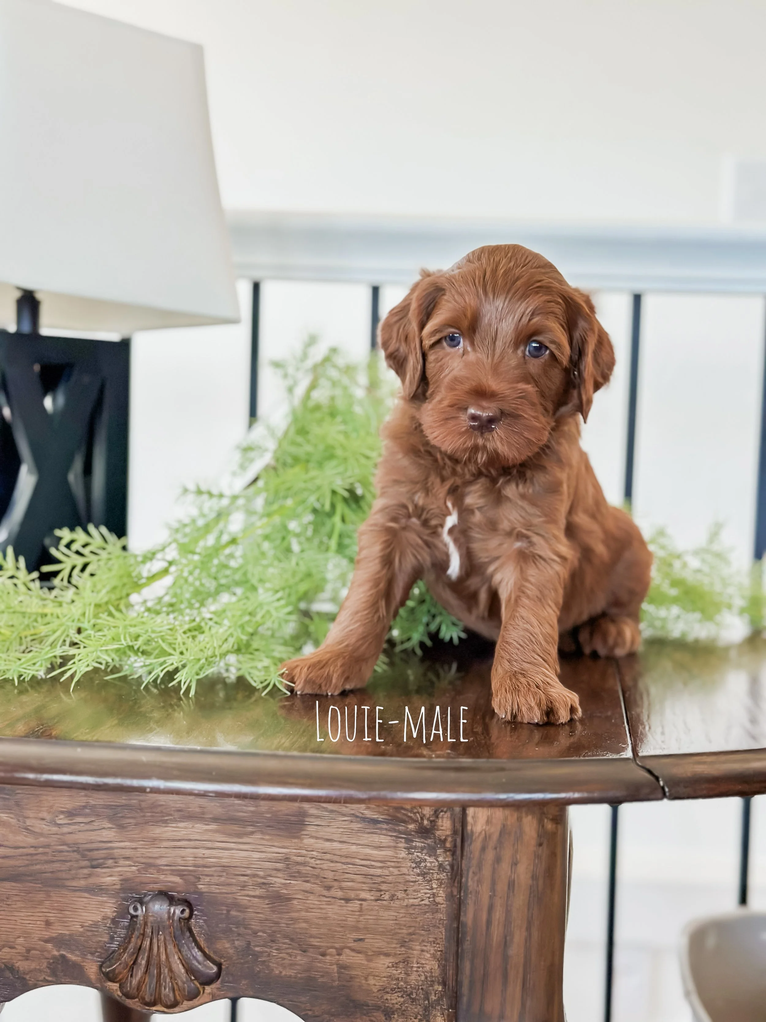 Ellie and Duke Litter 6 Week L-WHALD.jpg
