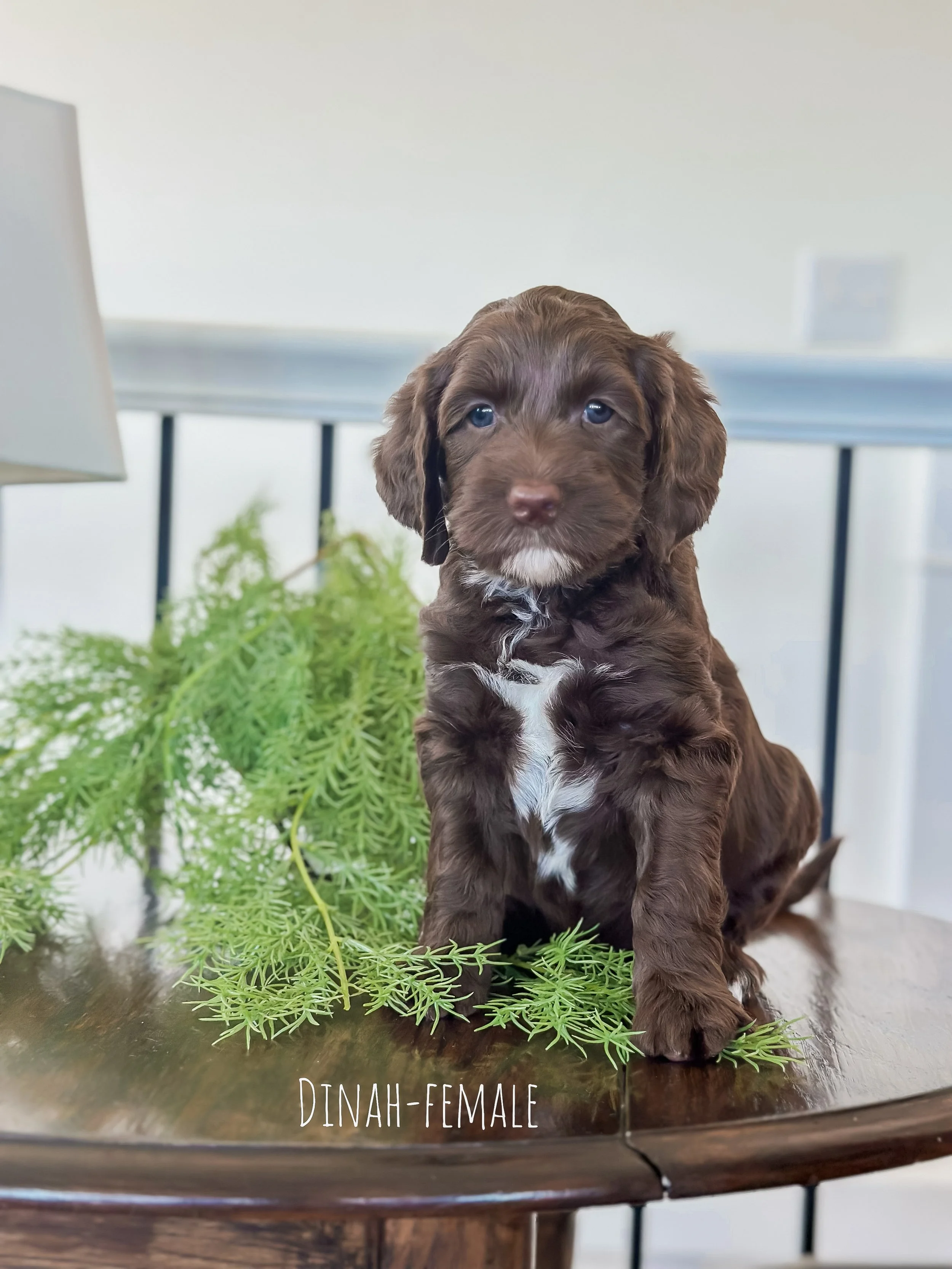 Ellie and Duke Litter 6 Week D-WHALD.jpg
