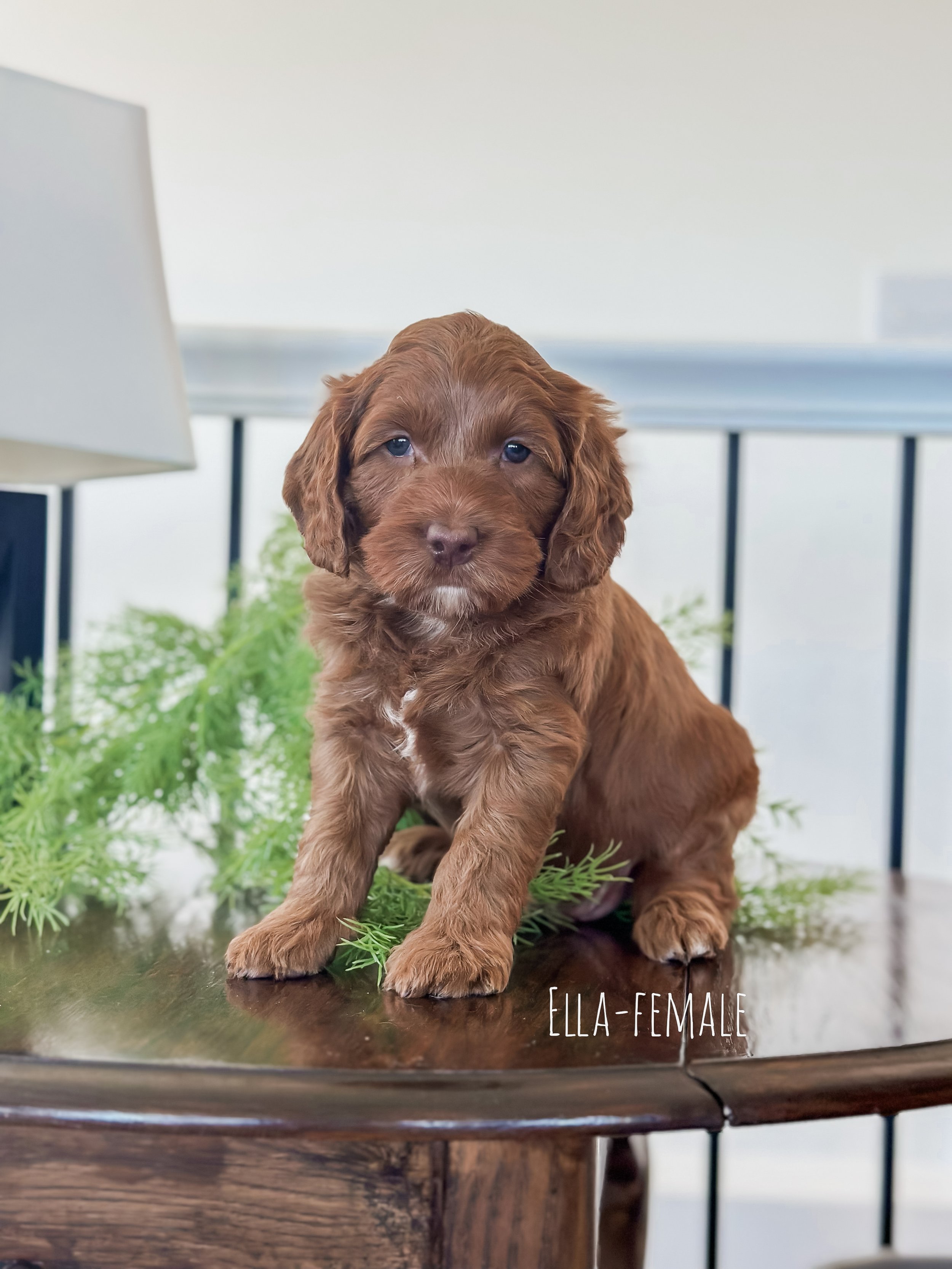 Ellie and Duke Litter 6 Week M-WHALD.jpg