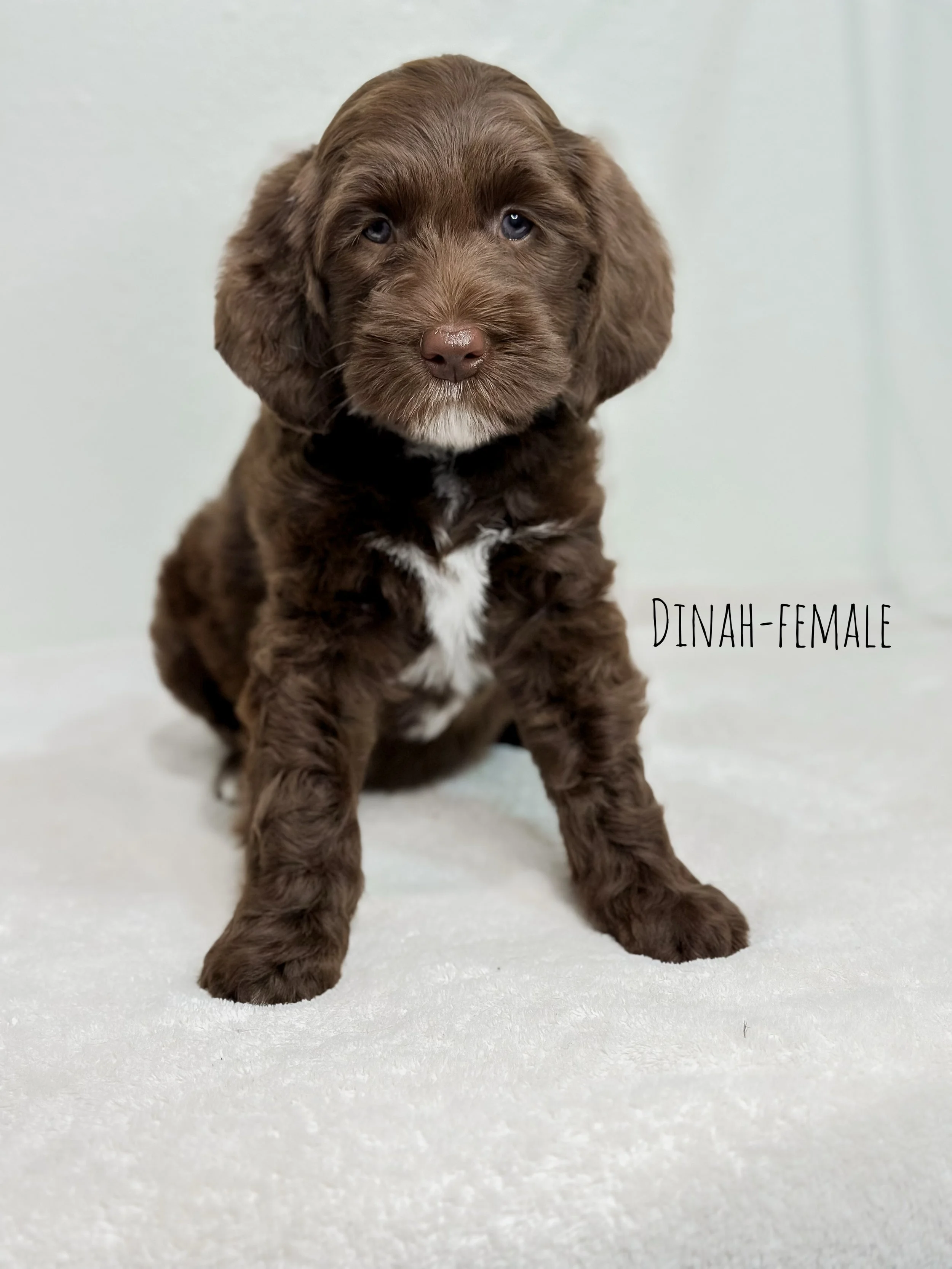Ellie and Duke Litter 7 Week D-WHALD.jpg