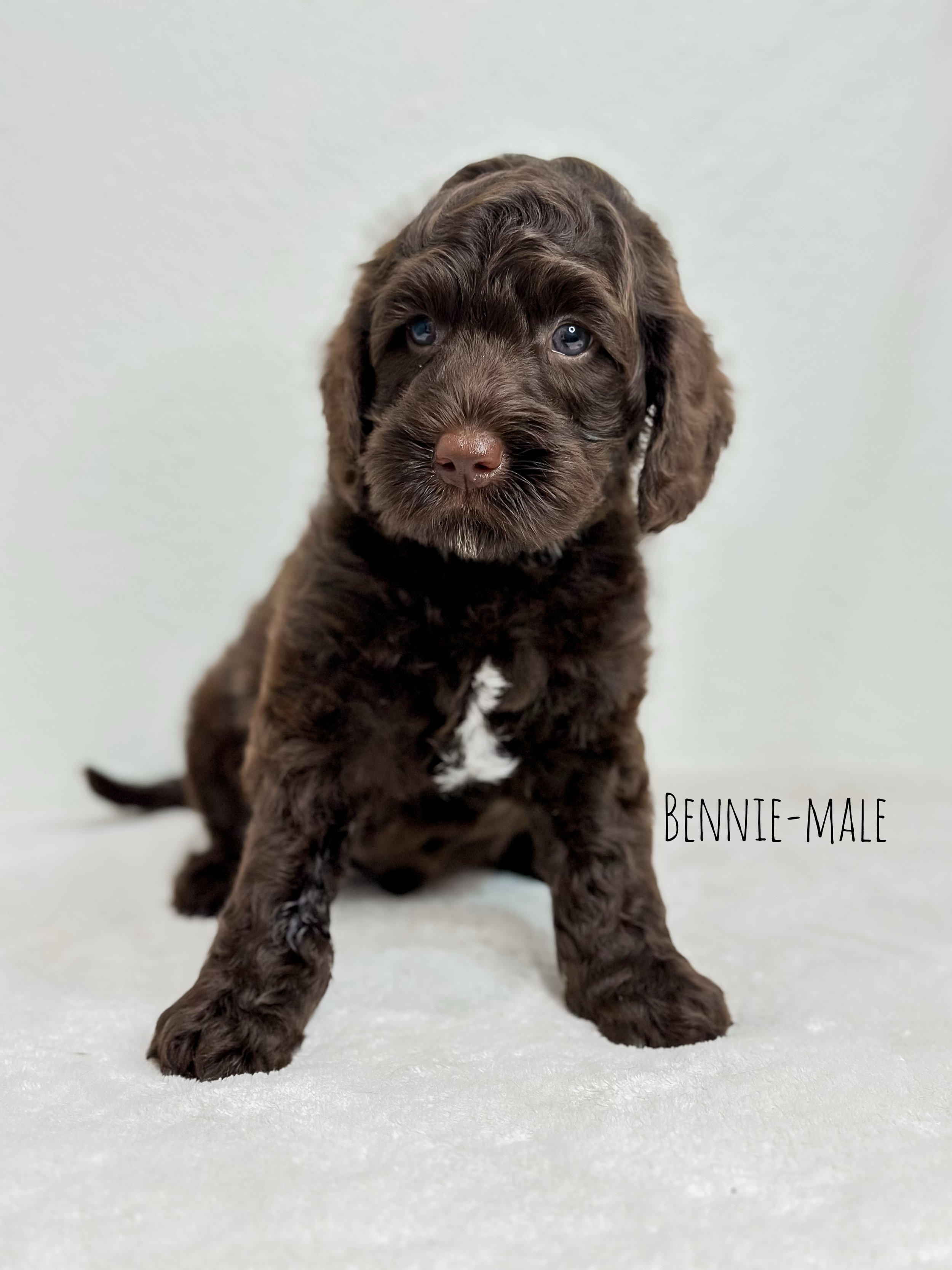 Ellie and Duke Litter 7 Week B-WHALD.jpg