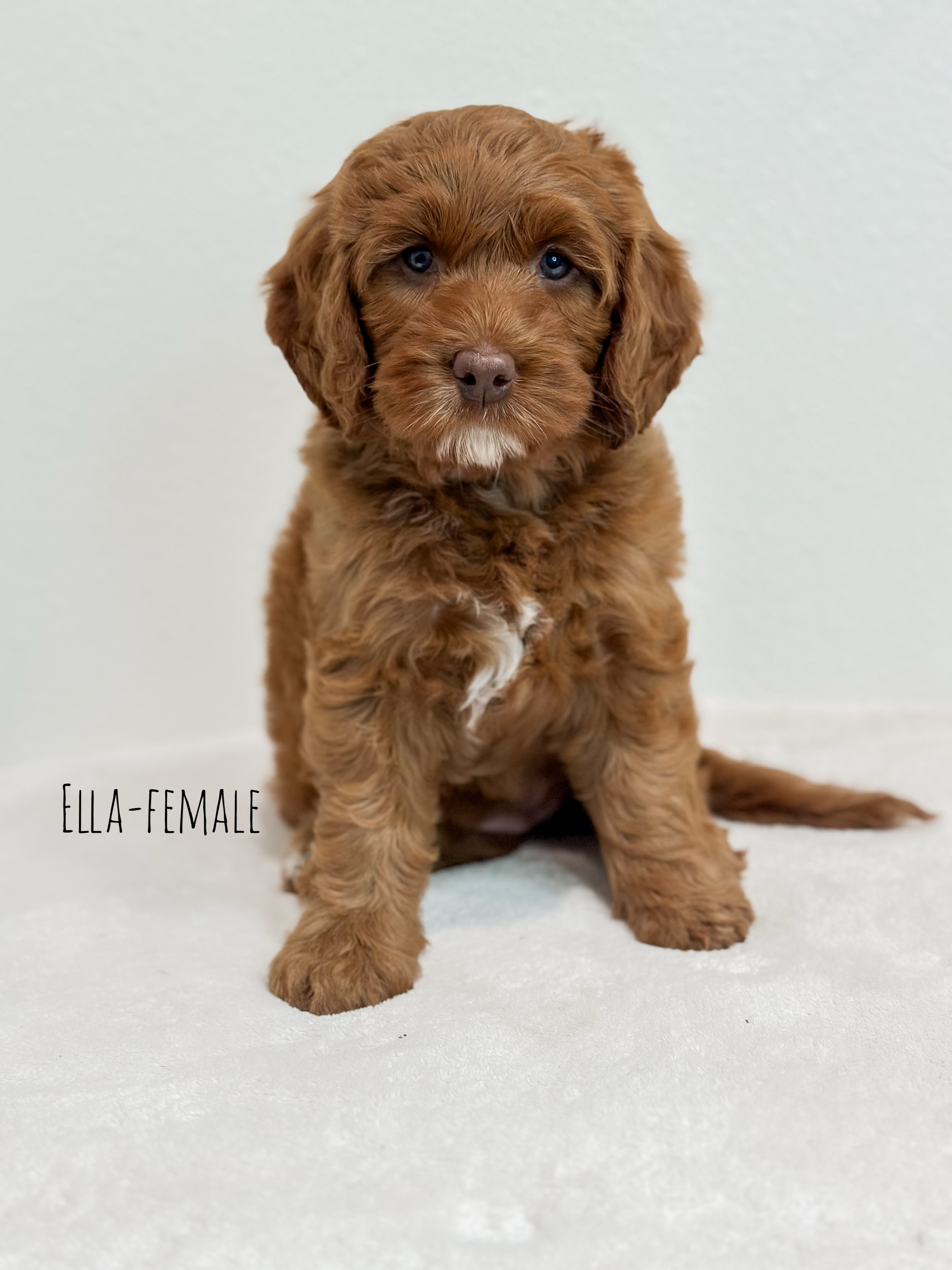 Ellie and Duke Litter 7 Week E-WHALD.jpg