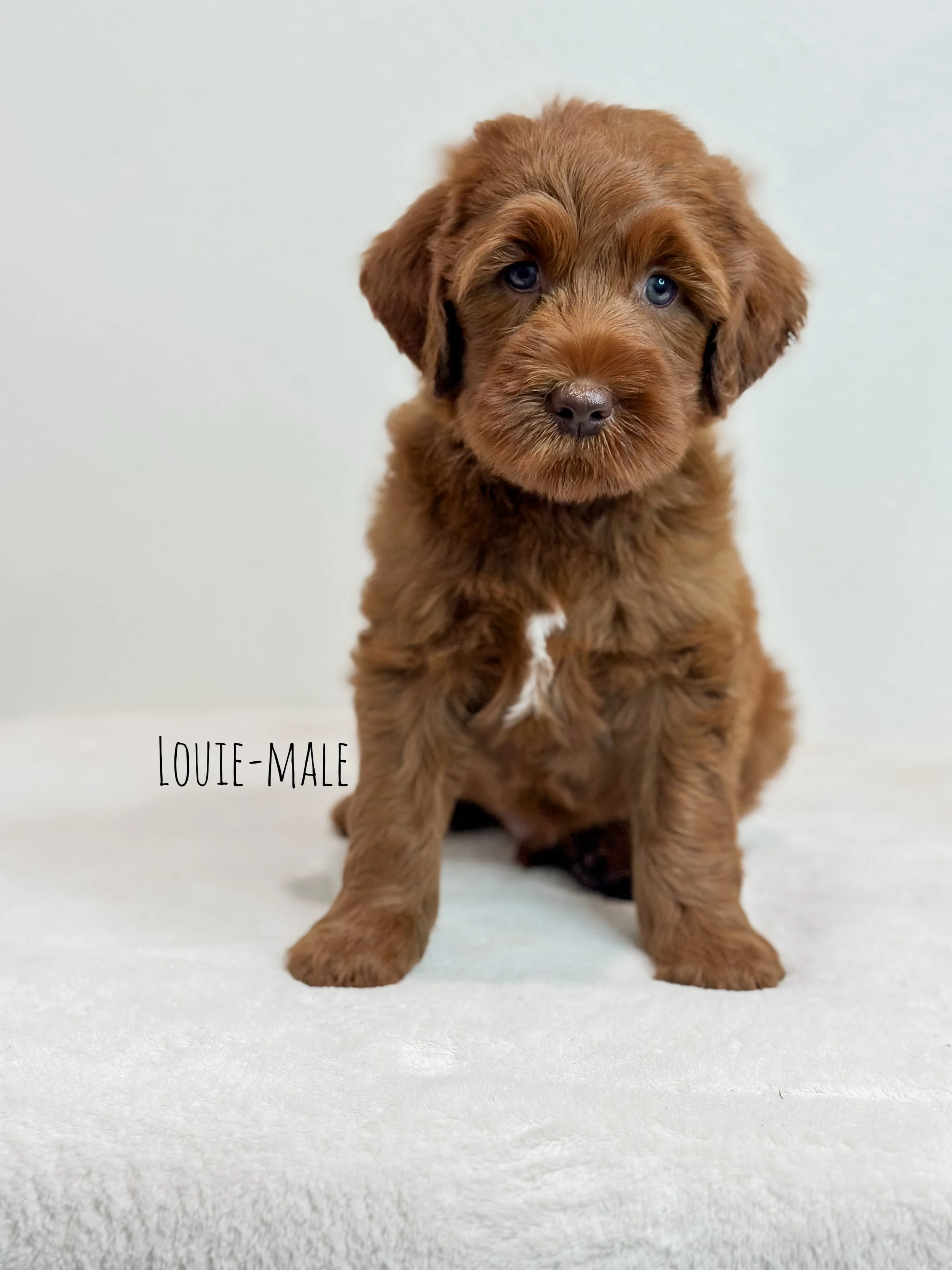 Ellie and Duke Litter 7 Week L-WHALD.jpg