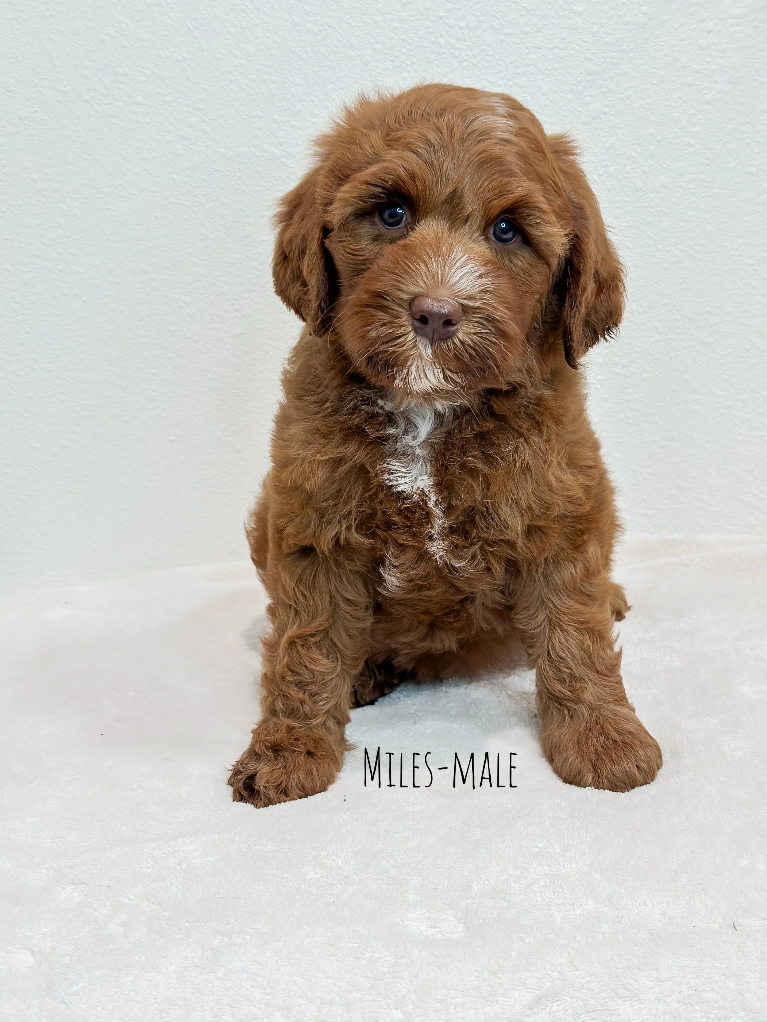 Ellie and Duke Litter 7 Week M-WHALD.jpg