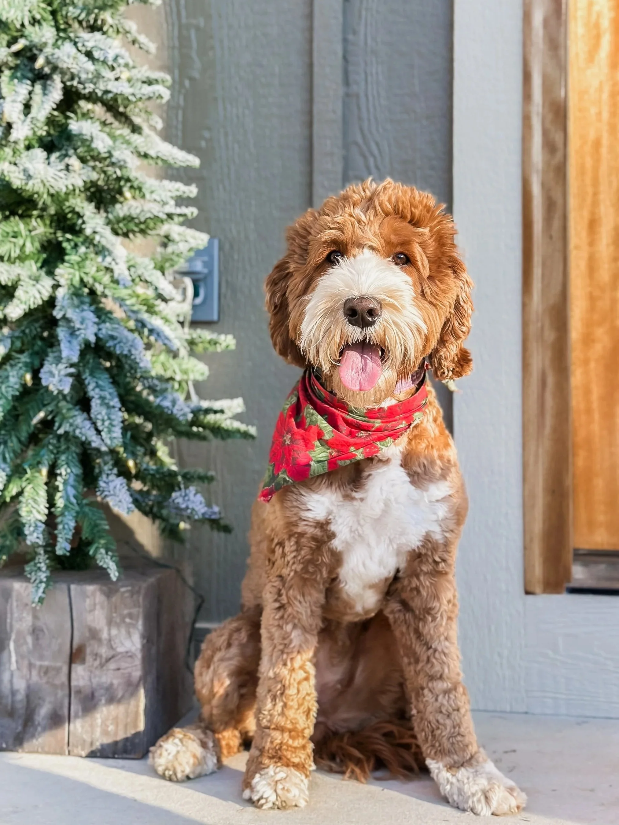 Honey+at+Christmas+2026-WHALDs.jpg