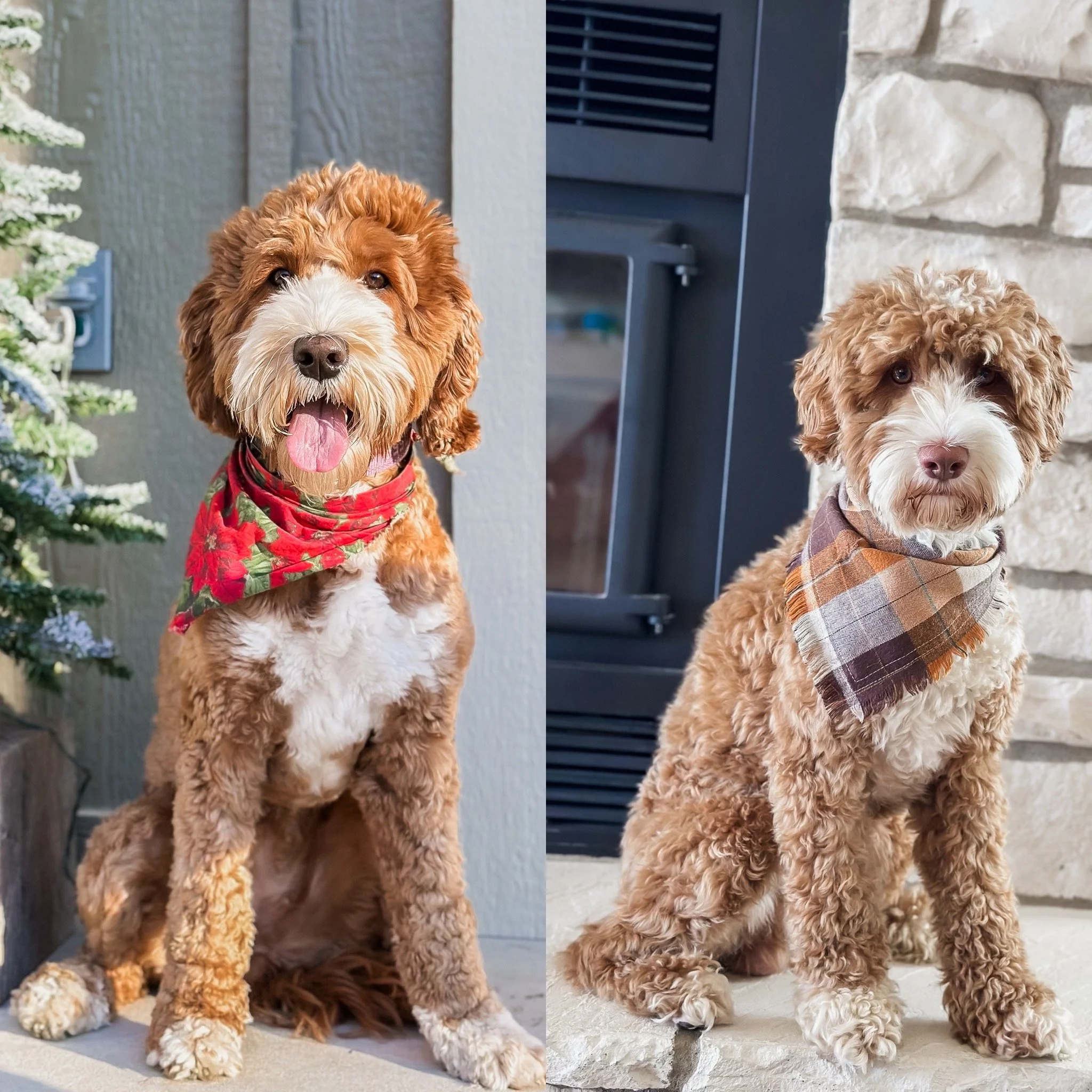 Honey and Briggs Winter 2026