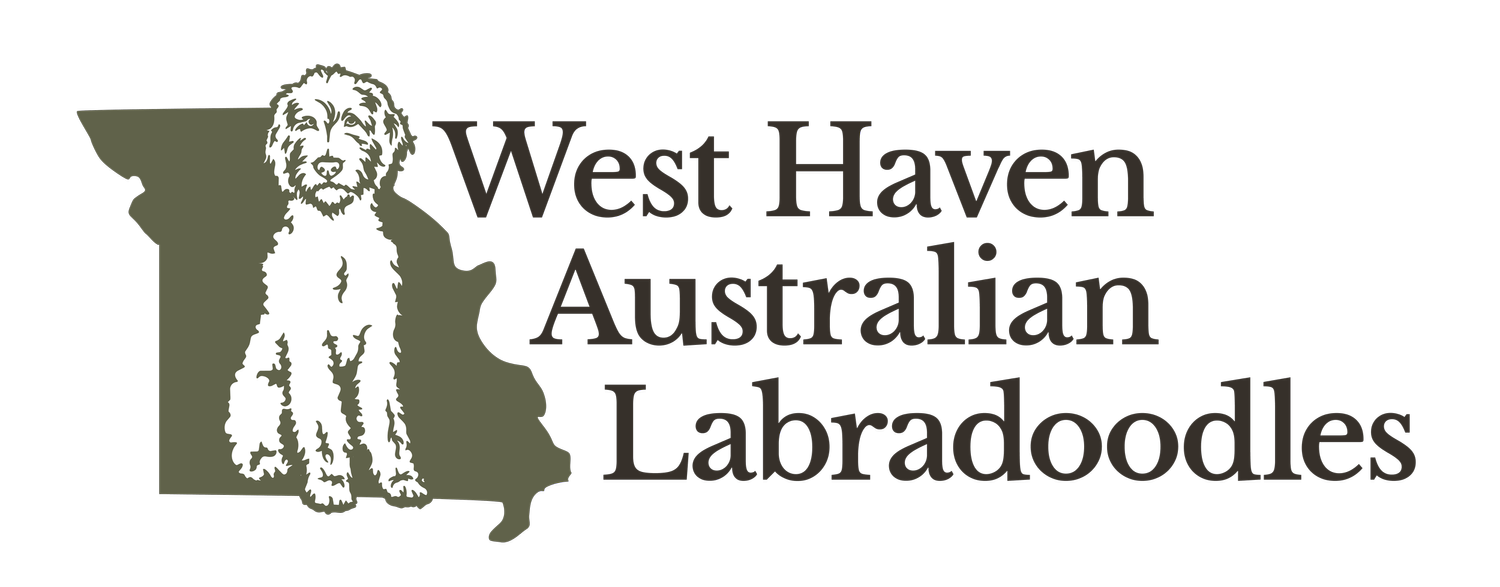 West Haven Australian Labradoodles