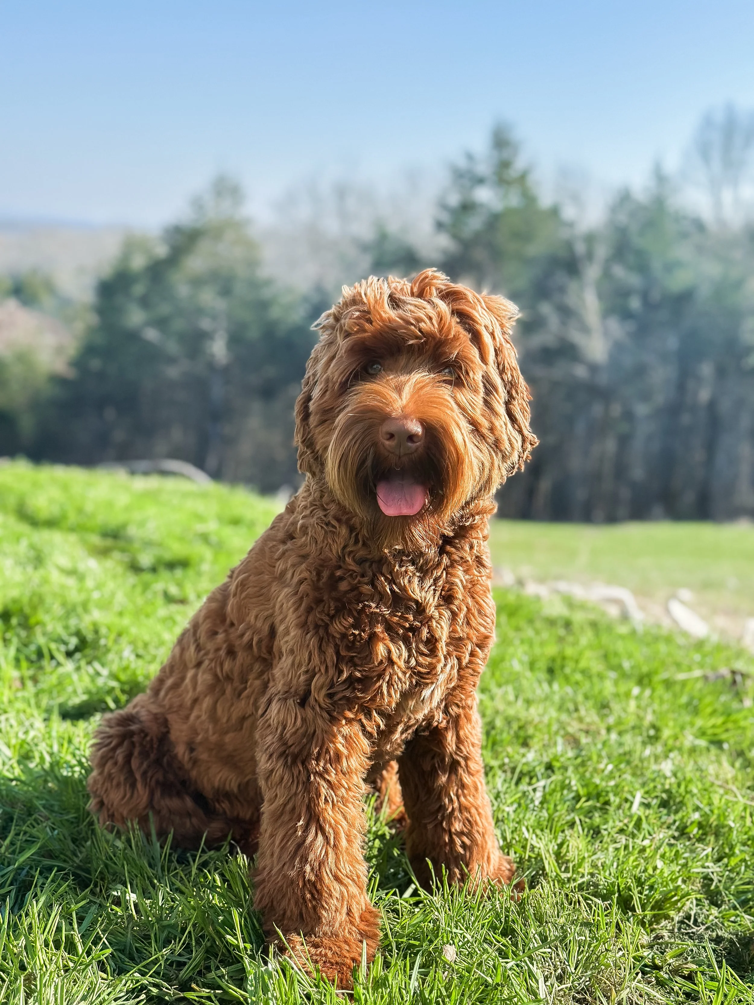 A brown dog with curly fur sitting on green grass outside with trees and a clear sky in the background.