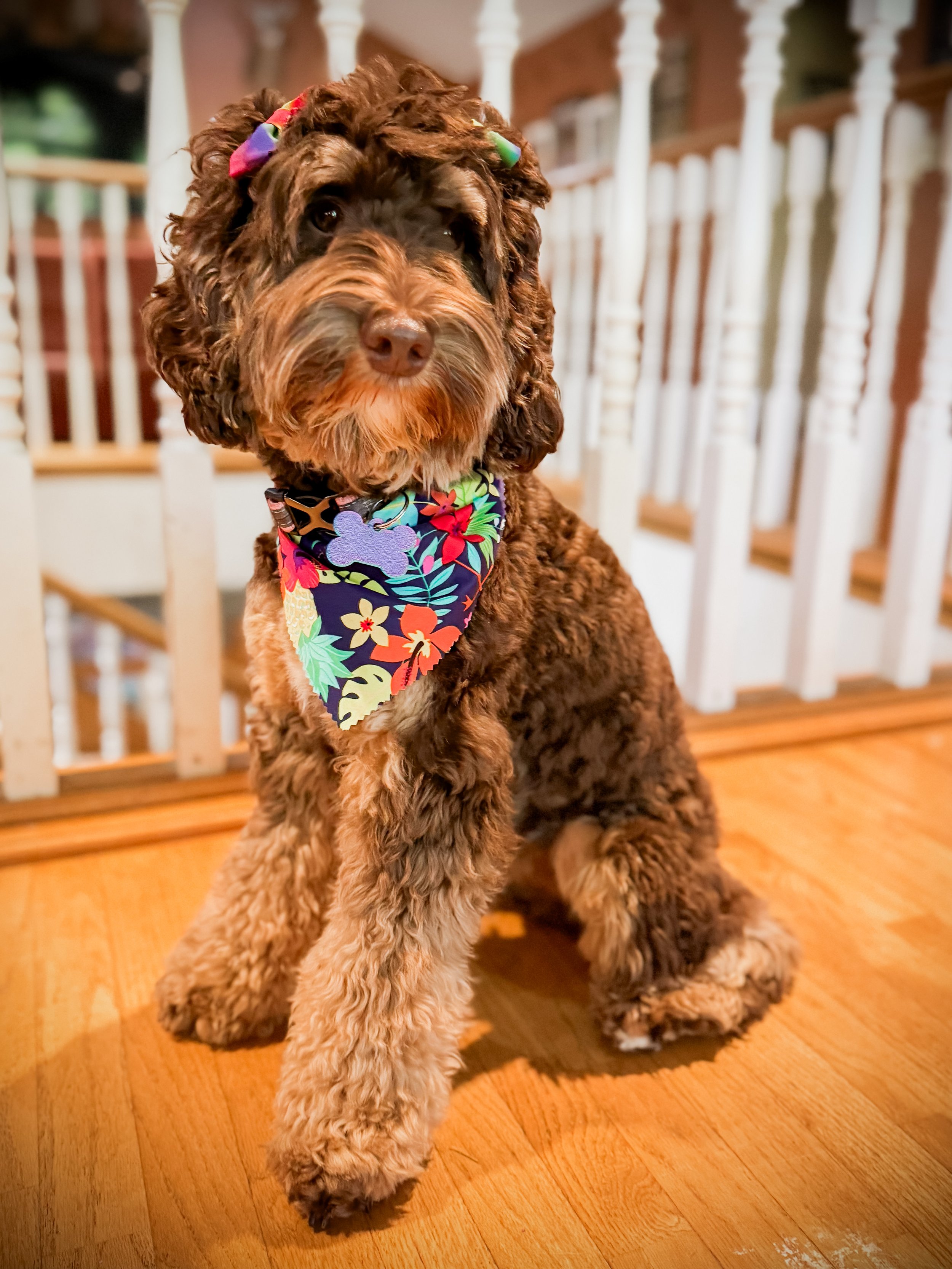 A brown and tan curly-furred dog sitting on a hardwood floor inside a house, wearing a colorful floral bandana and a matching rainbow-colored hair bow. The background features white wooden staircase railings.