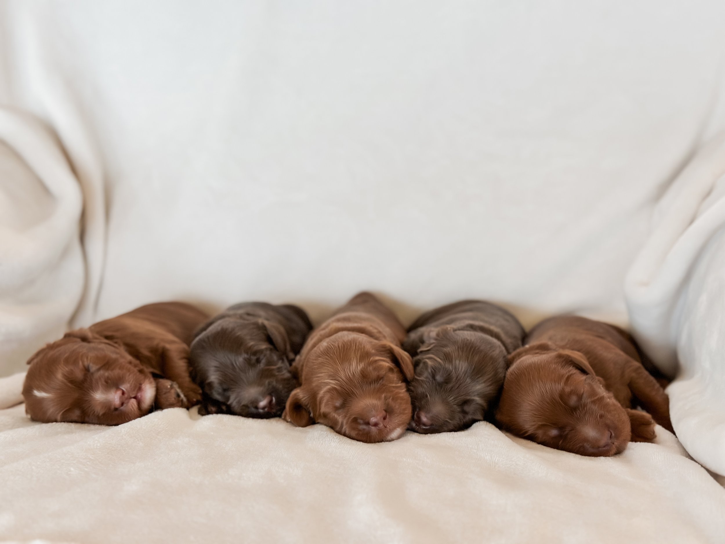 Row of newborn puppies sleeping closely together on a soft white blanket.