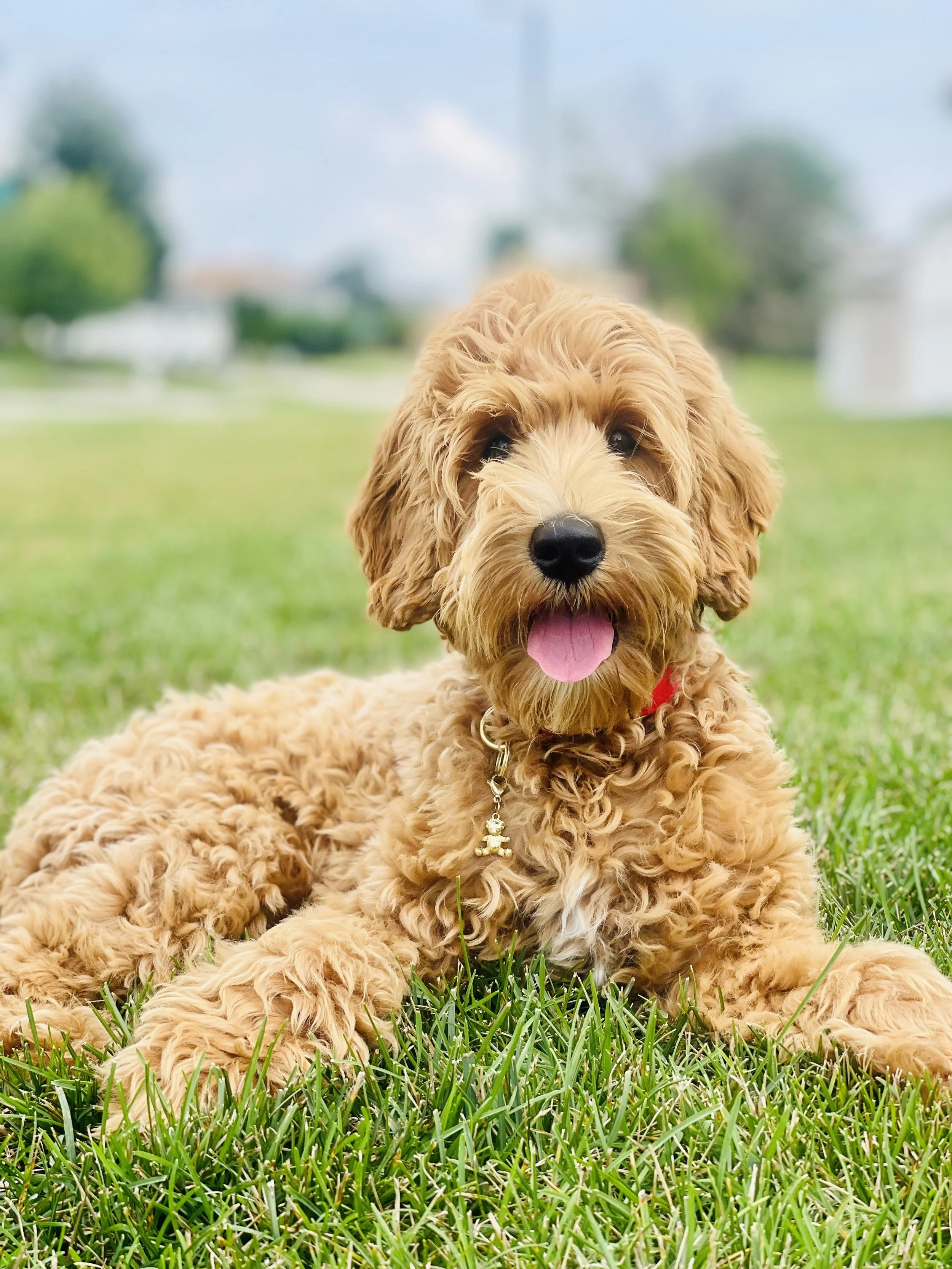 Two golden doodle puppies lying on green grass outdoors with a blurred background of trees and sky.