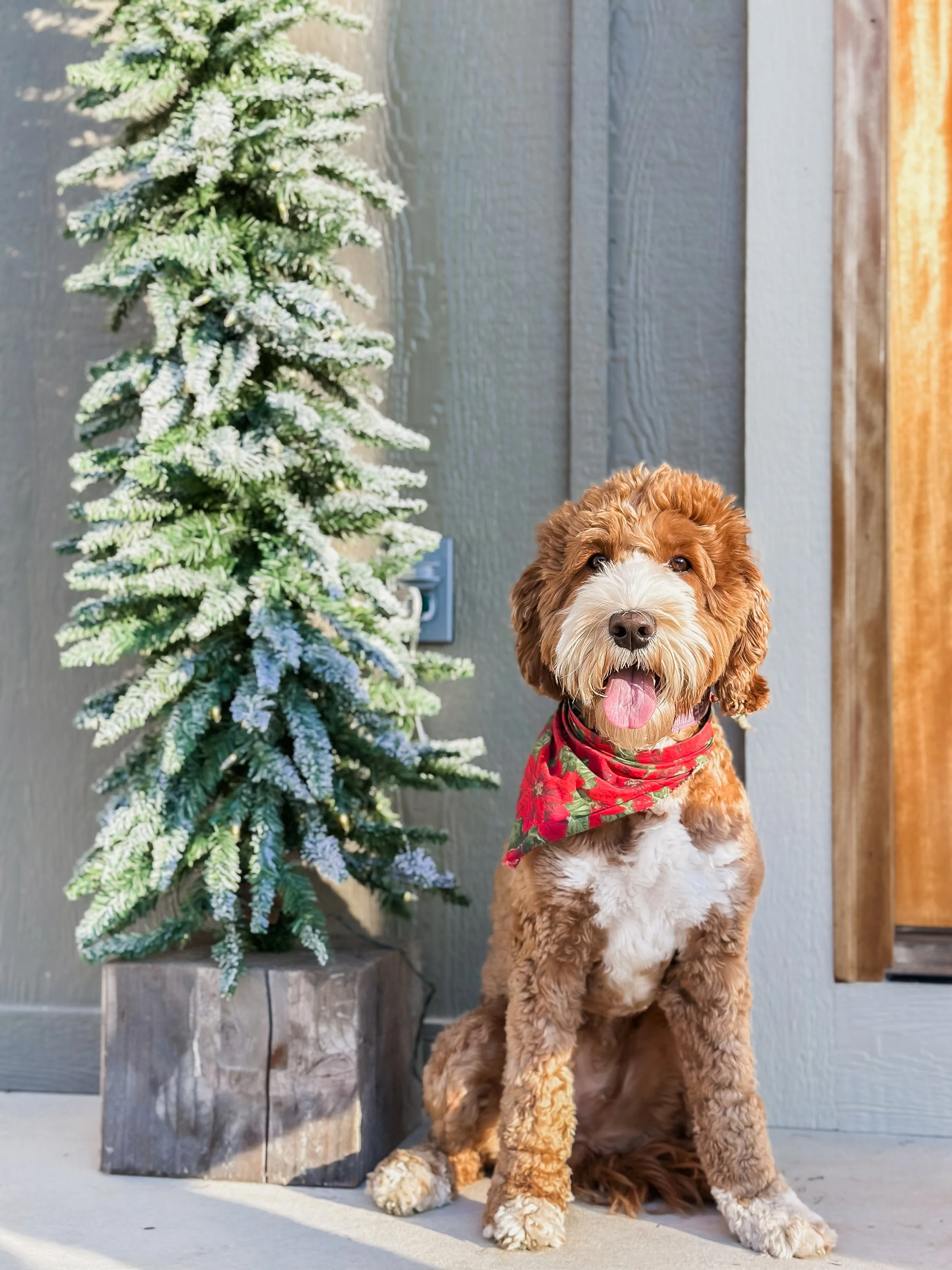 A fluffy, brown and white puppy wearing a red and green holiday bandana, sitting beside a small snow-dusted Christmas tree in a rustic outdoor setting.