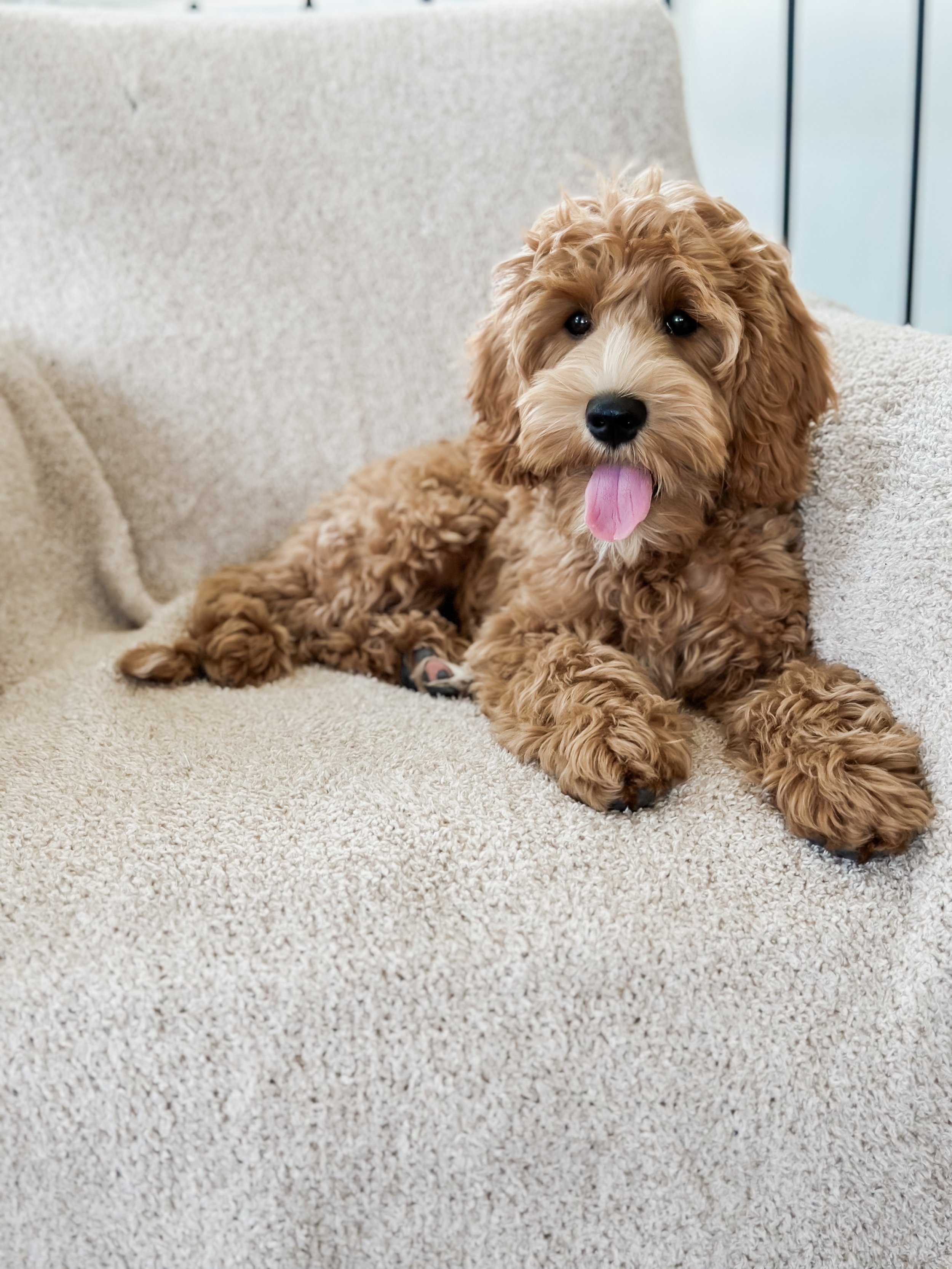A cute, fluffy, light brown puppy with a white stripe on its nose, sitting on a beige carpet with its tongue out, looking at the camera.
