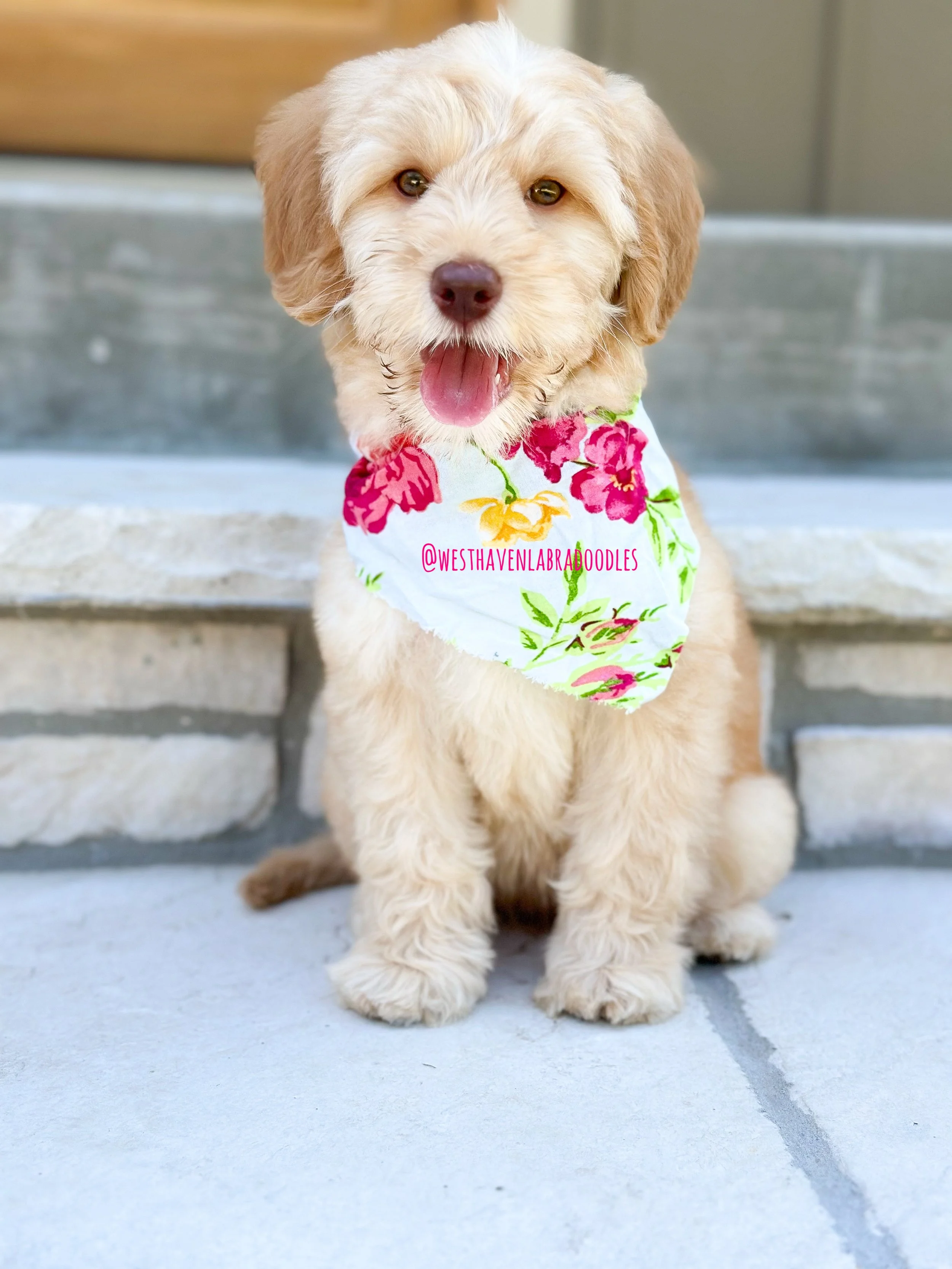 Cute cream puppy sitting on a concrete patio, wearing a white bandana with a pink, red, and yellow floral pattern, with its tongue out.