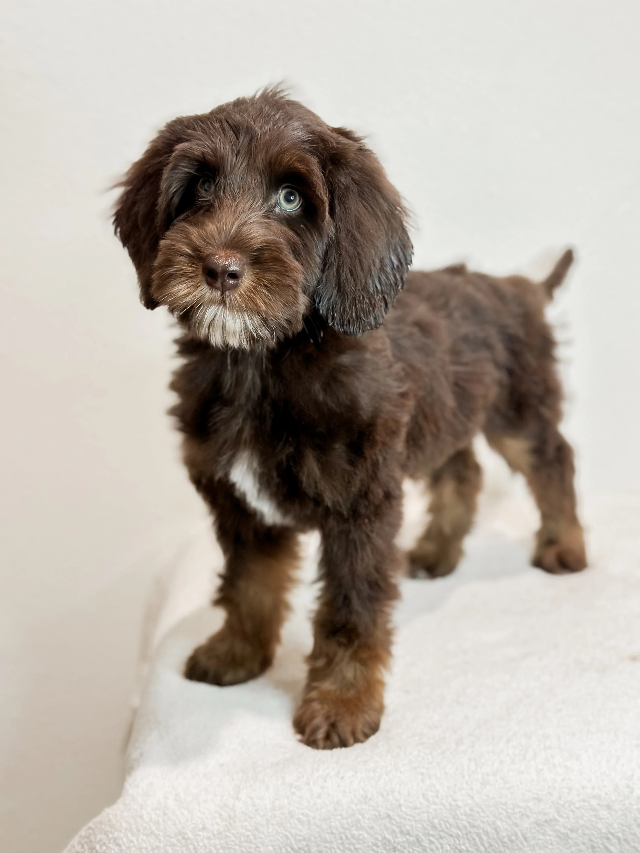 A brown and white puppy with blue eyes standing on a white textured surface, with a light-colored background.