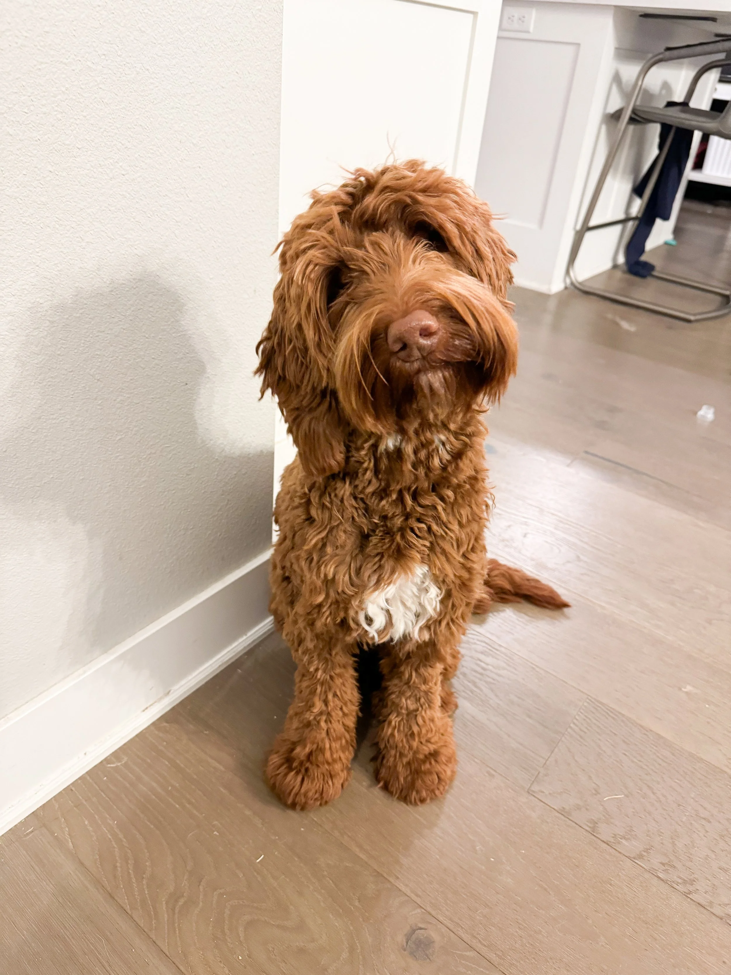 A fluffy, brown dog with long, curly fur sitting on a wooden floor against a white wall, looking at the camera.