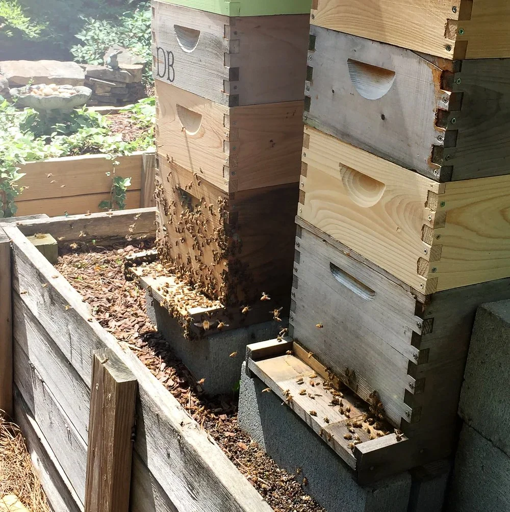 Honey bees entering and exiting wooden beehives in a garden.
