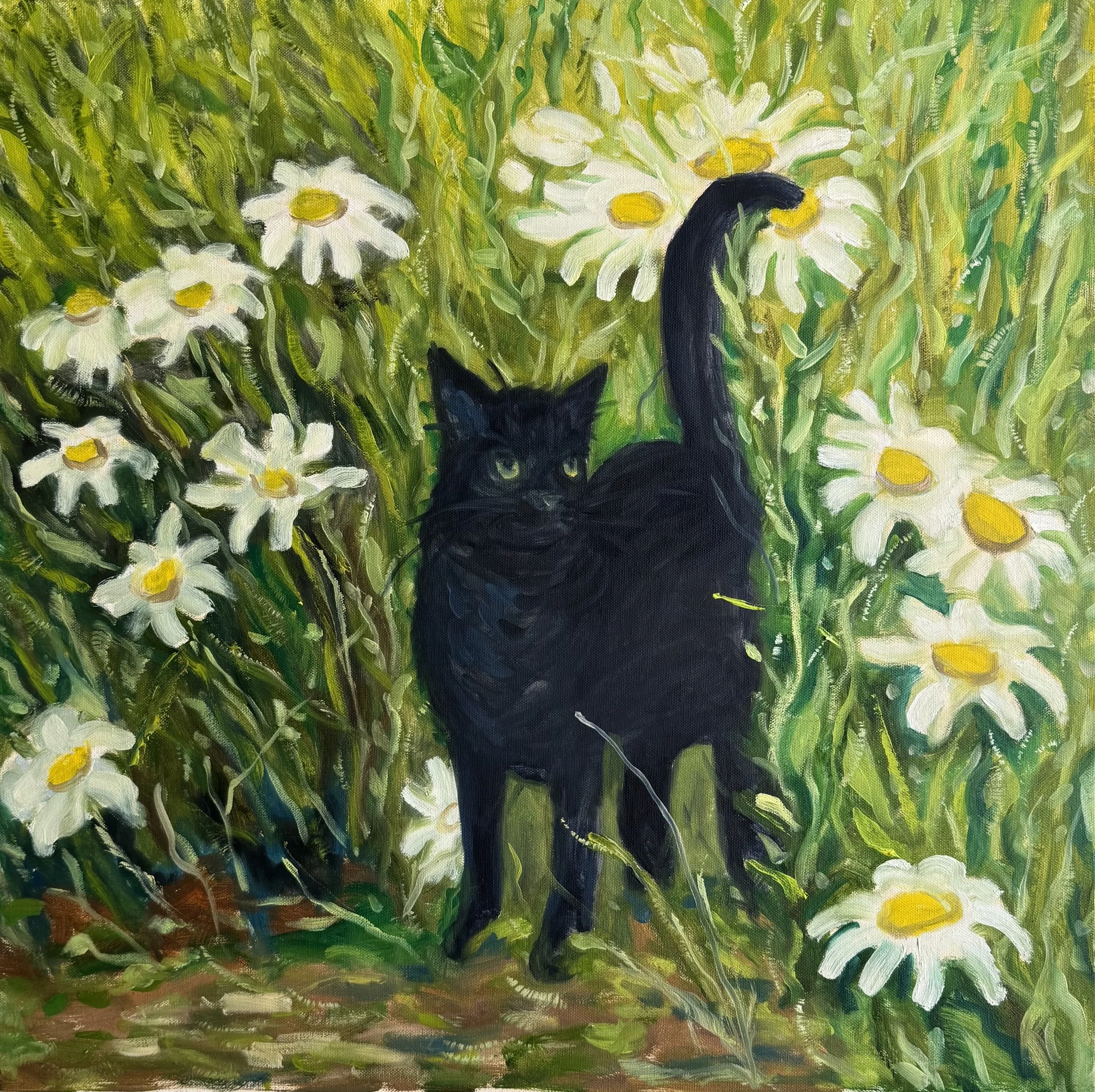Midnight Among the Daisies, Original - Oil paint on Canvas, 20"x20" - 2026. 
A black cat sits quietly among a field of white daisies and lush green foliage, creating a contrast between dark full and bright spring flowers. Expressive brushwork bring d