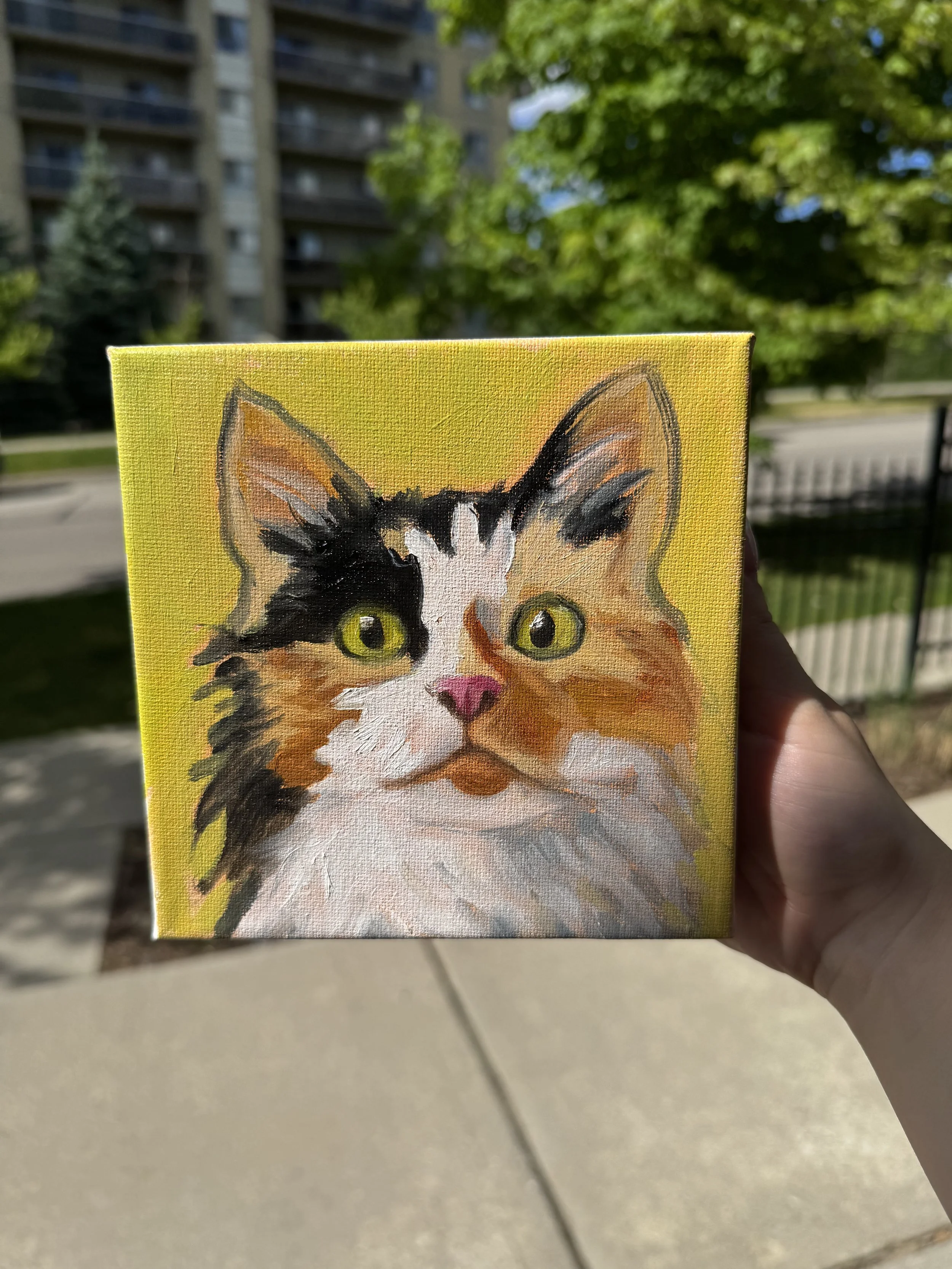 Calico kitty