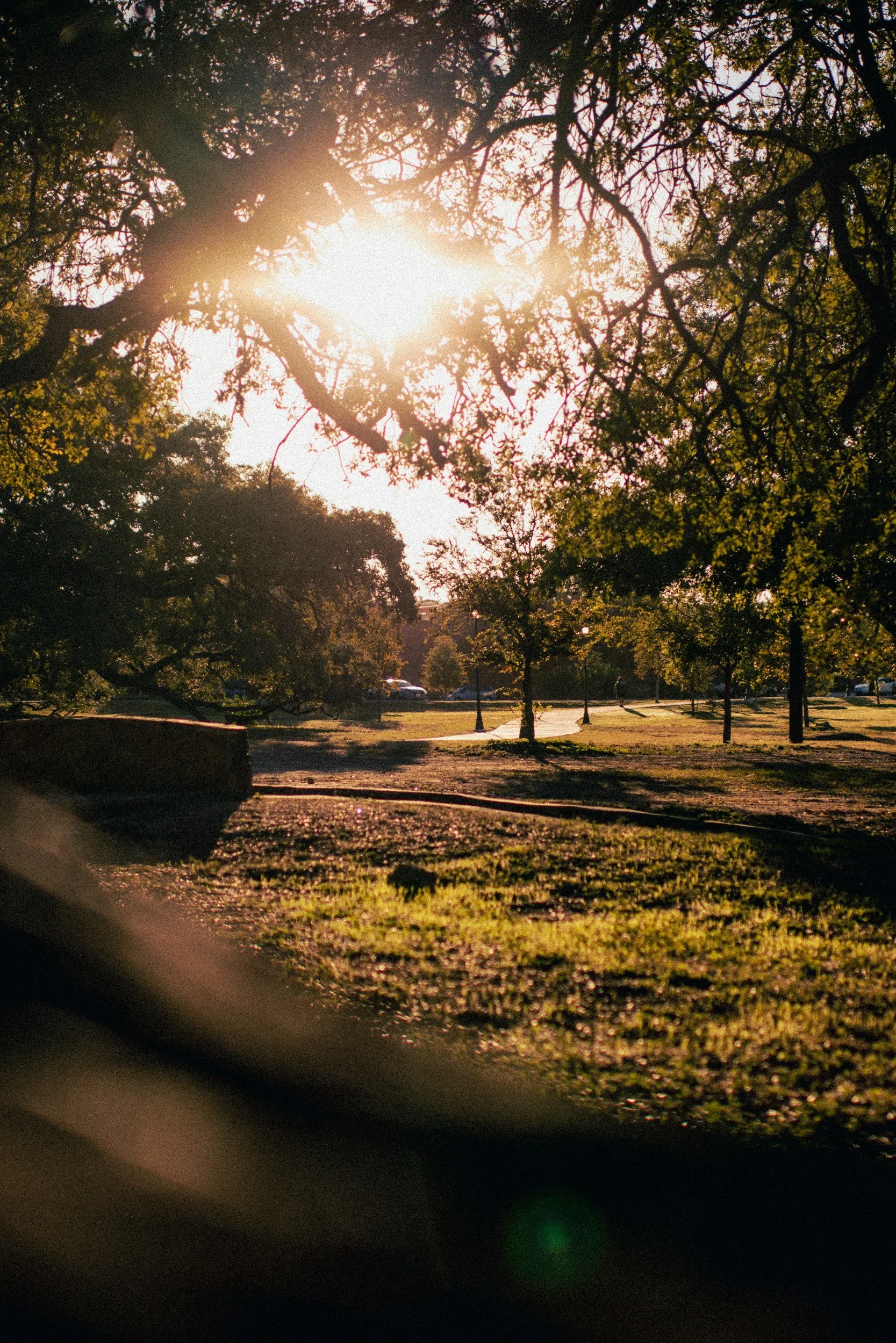 Sonnenuntergang oder -aufgang hinter Bäumen in einem Park, mit Schatten im Vordergrund und Straßenlaternen.