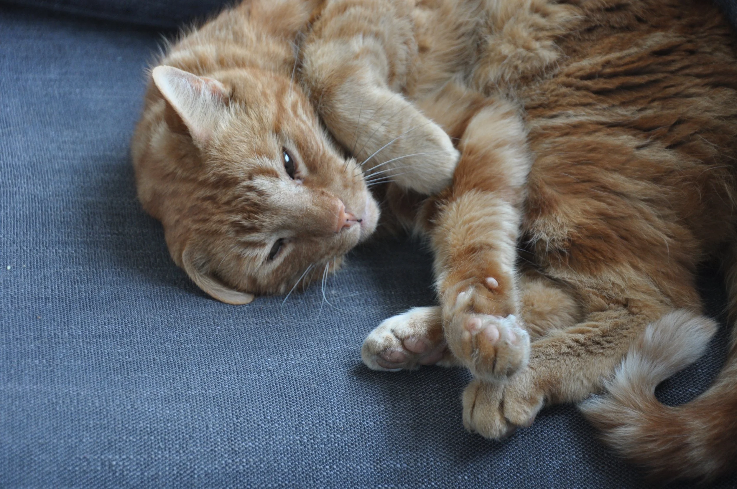 Katt som ligger på en mörkblå yta och sover.