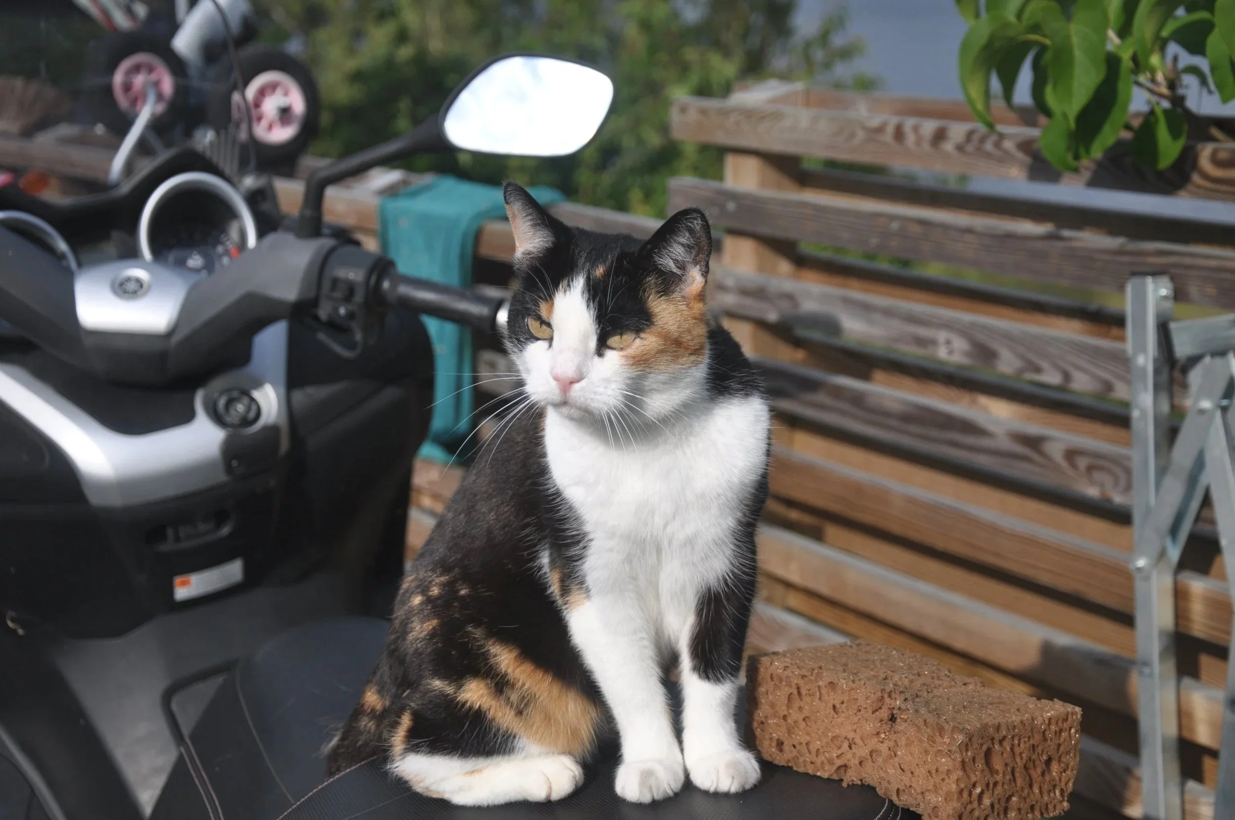 En skadad motorcykel som ligger på marken, omgivet av buskar och träd.