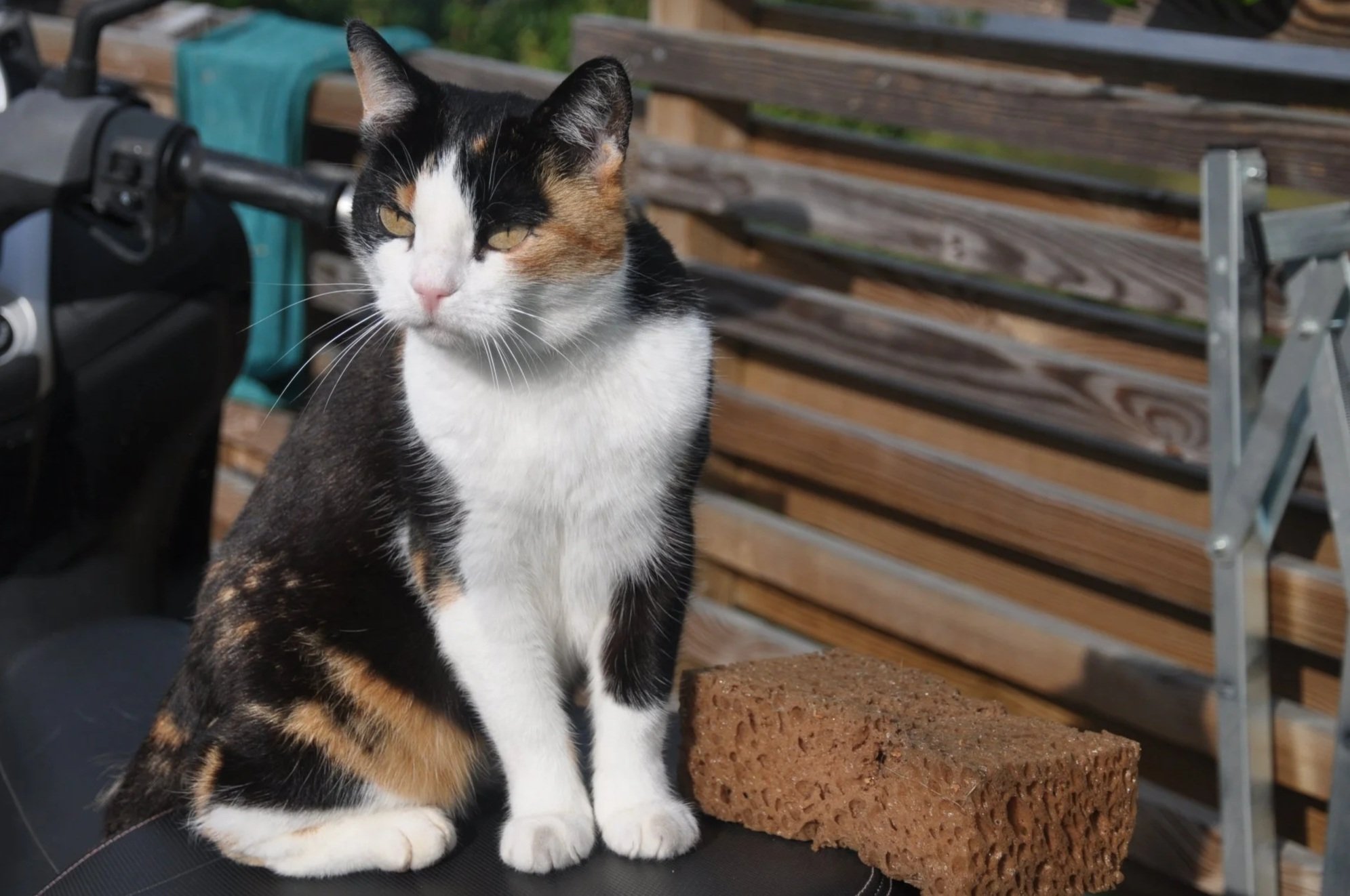 En katt med svart, vit och orange päls som sitter på en svart yta framför en träbänk och en brunsvamp. Bakom katten finns några trästavar och en hylla.
