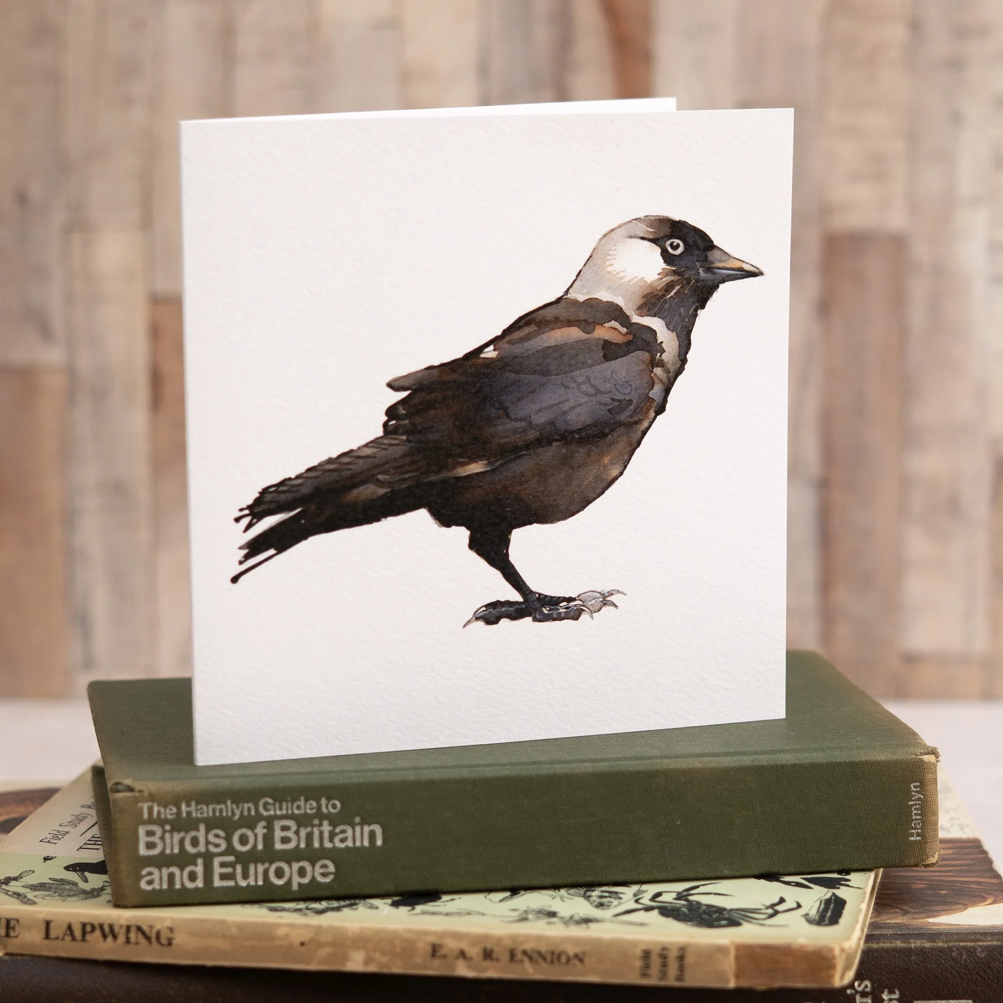 Shark Alley Jackdaw Greetings Card 2.jpg