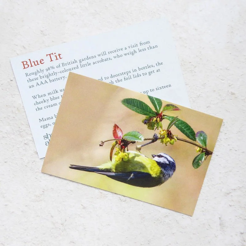 Shark_Alley_Blue_Tit_grande.jpg