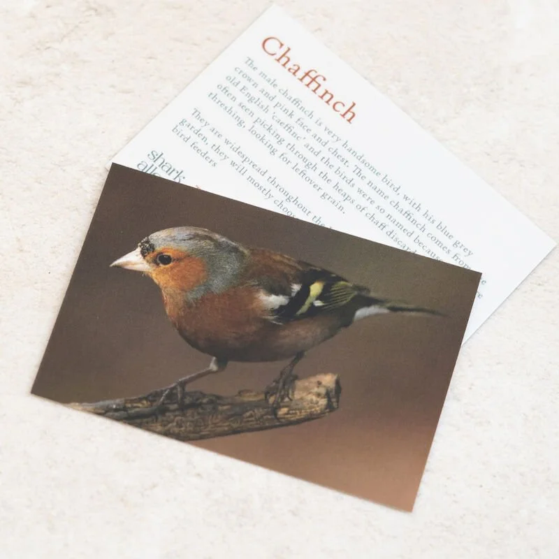 Shark_Alley_Chaffinch_Brooch_1_grande.jpg