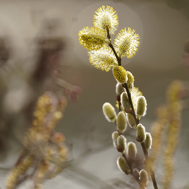 Shark_Alley_Pussy_Willow_Brooch_c_grande.jpg