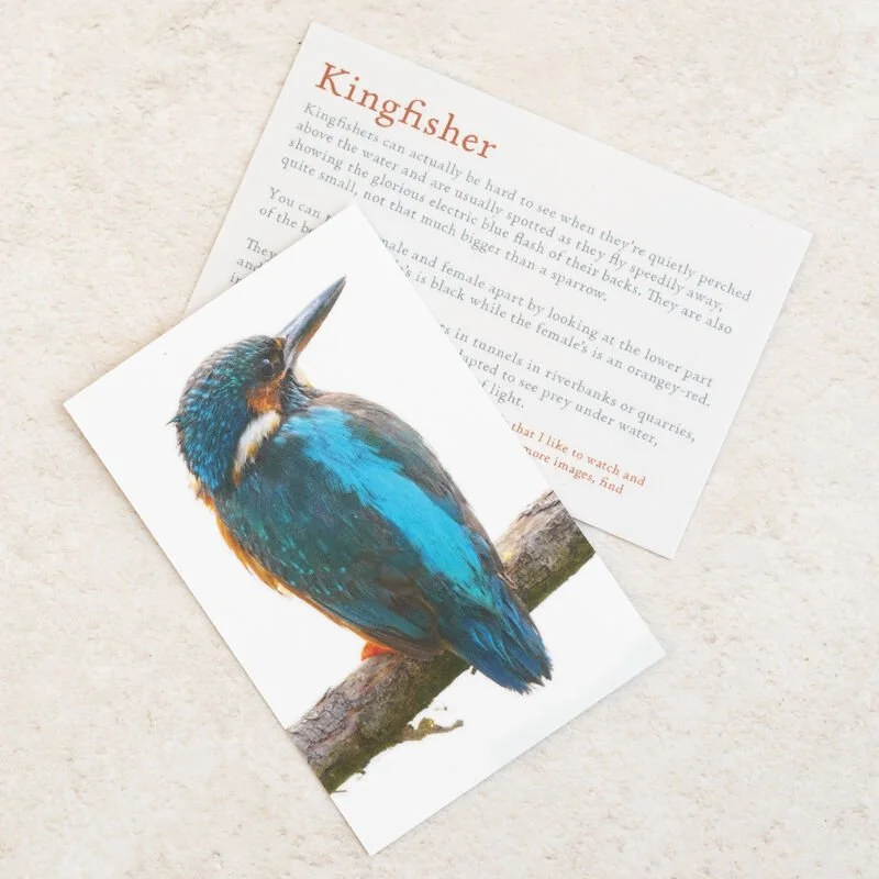 Shark_Alley_Kingfisher_Brooch_1_grande.jpg