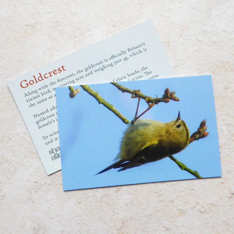 Shark_Alley_Goldcrest_grande.jpg