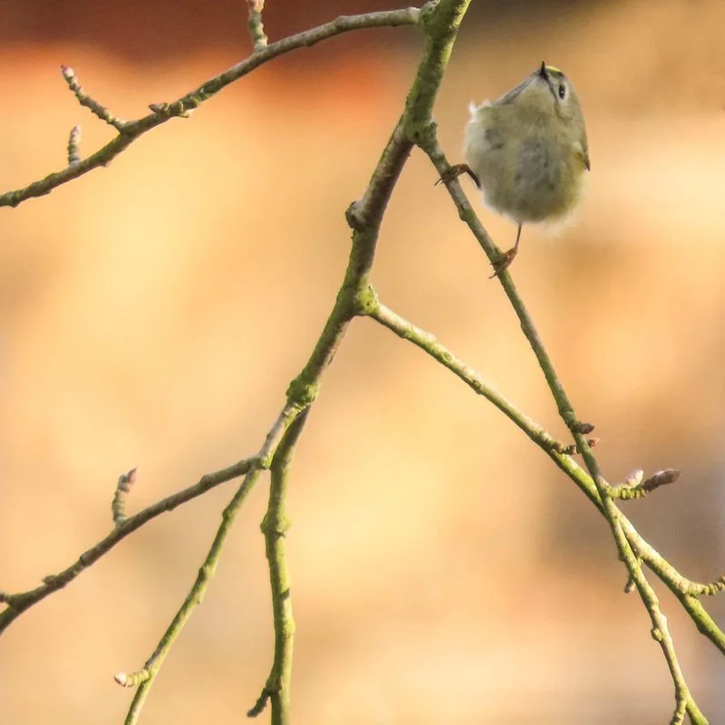 Goldcrest_grande.jpg
