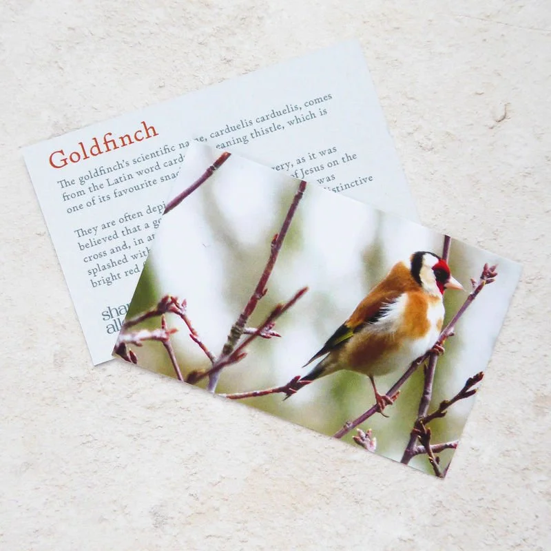 Shark_Alley_Goldfinch_grande.jpg